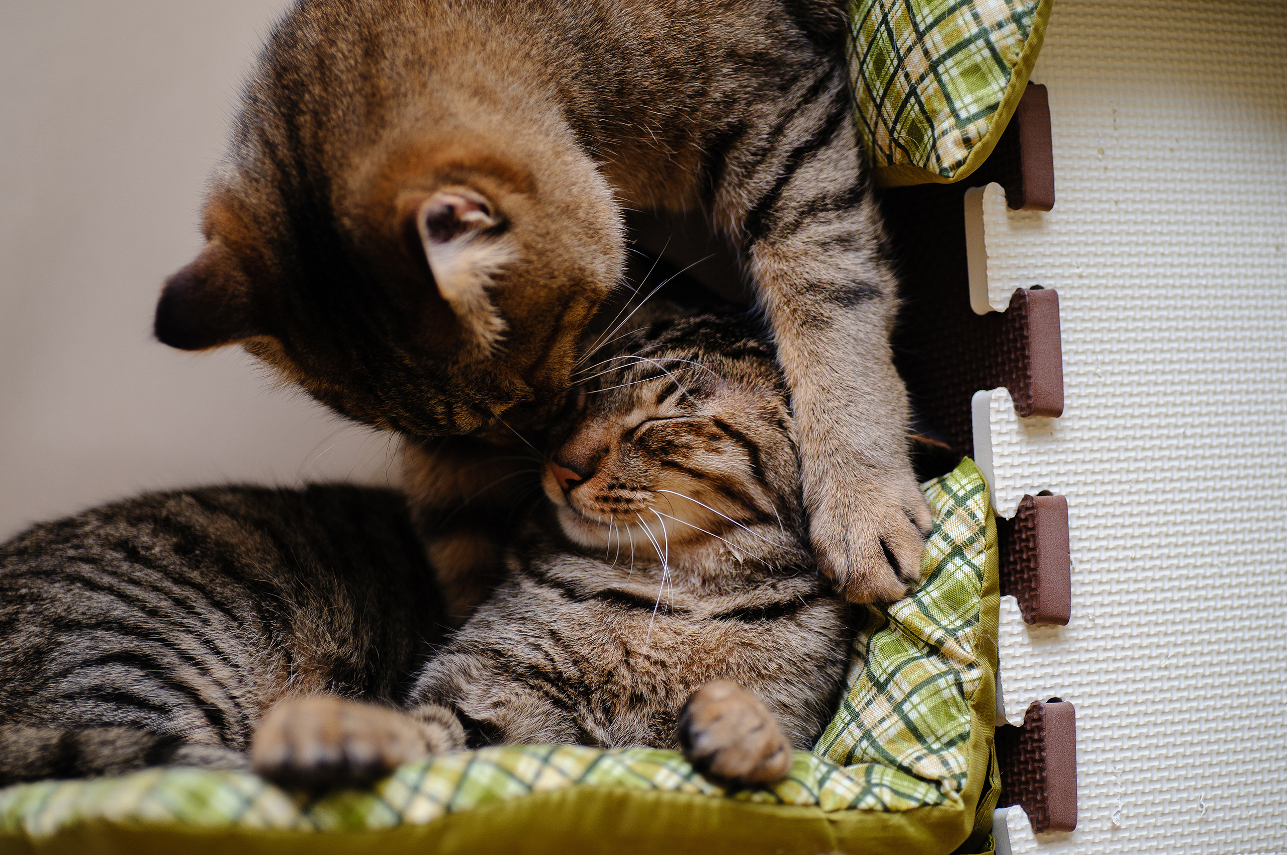 Кошки и т д. Кошки. Котики обнимаются. Обои на рабочий стол котята. Кошки любовь.