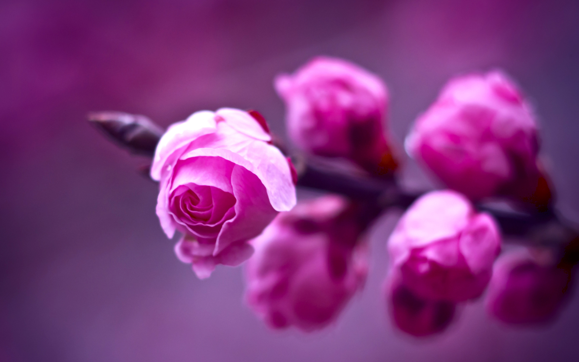 Обои цветы, розовые, ветка, бутое, макро, fon, fioletovyj, фон, makro, rozovye, розы, rozy, vetka, фиолетовый, розмытость, размытость, весна, flowers, pink, branch, bute, macro, background, roses, purple, razmytost, blur, spring разрешение 1920x1200 Загрузить