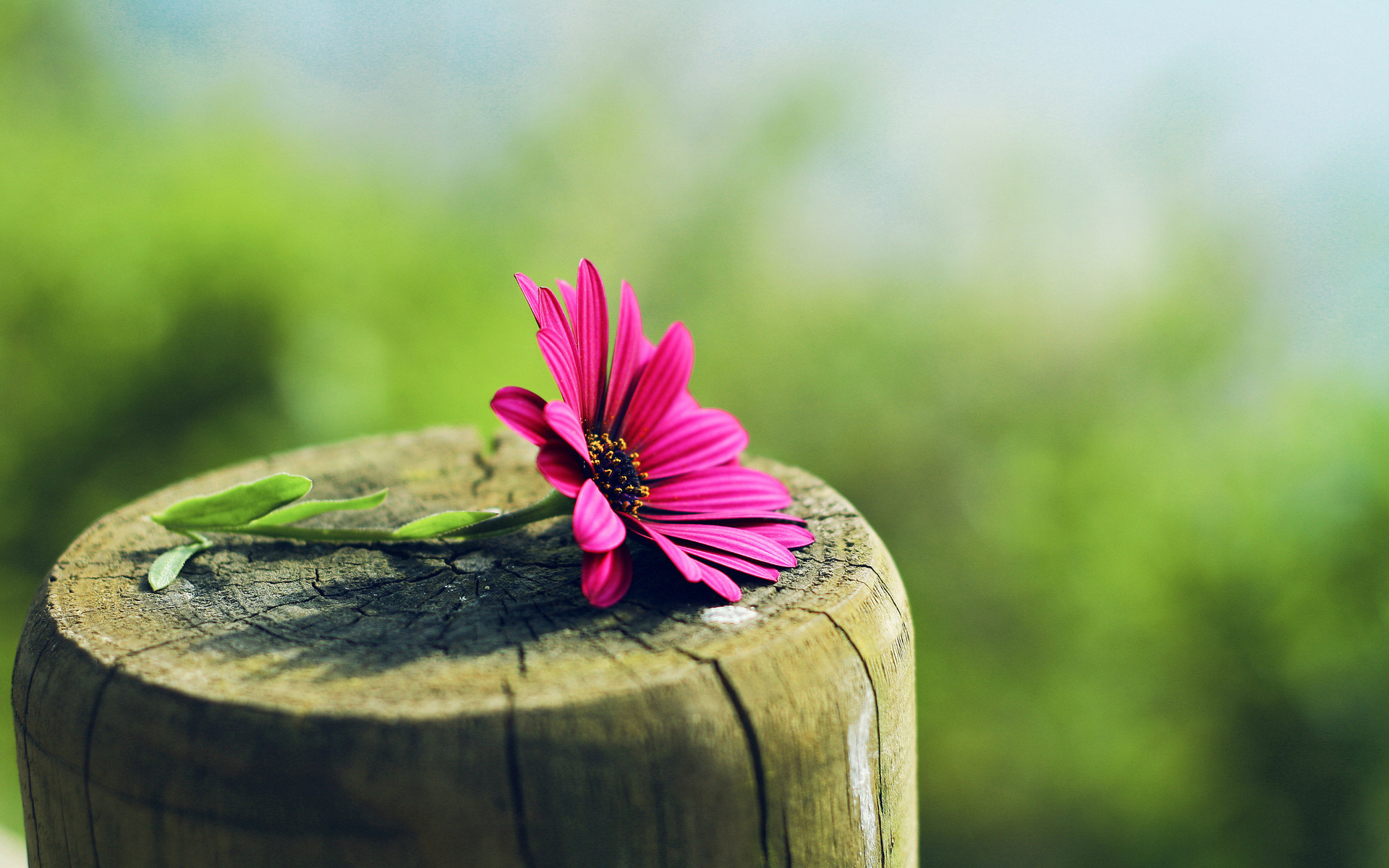 Обои макро, цветок, лето, размытость, пень, гербера, macro, flower, summer, blur, stump, gerbera разрешение 1920x1200 Загрузить