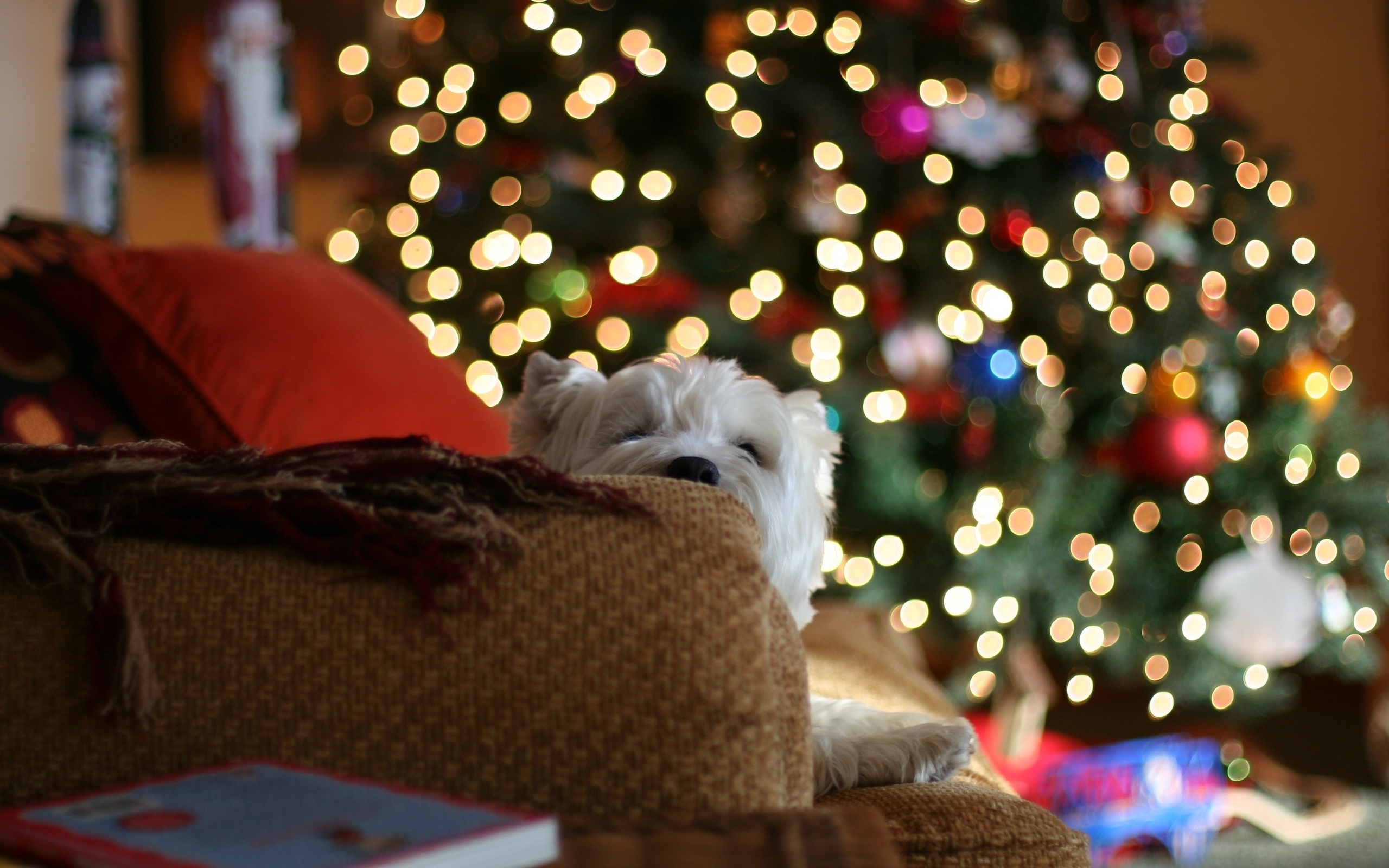 Обои огни, диван, новый год, белая, елка, с новым годом, 2013, настроение, герлянда, подушки, пледы, подарки, собака, дом, lights, sofa, new year, white, happy new year, tree, mood, garland, pillow, blankets, gifts, dog, house разрешение 2560x1600 Загрузить