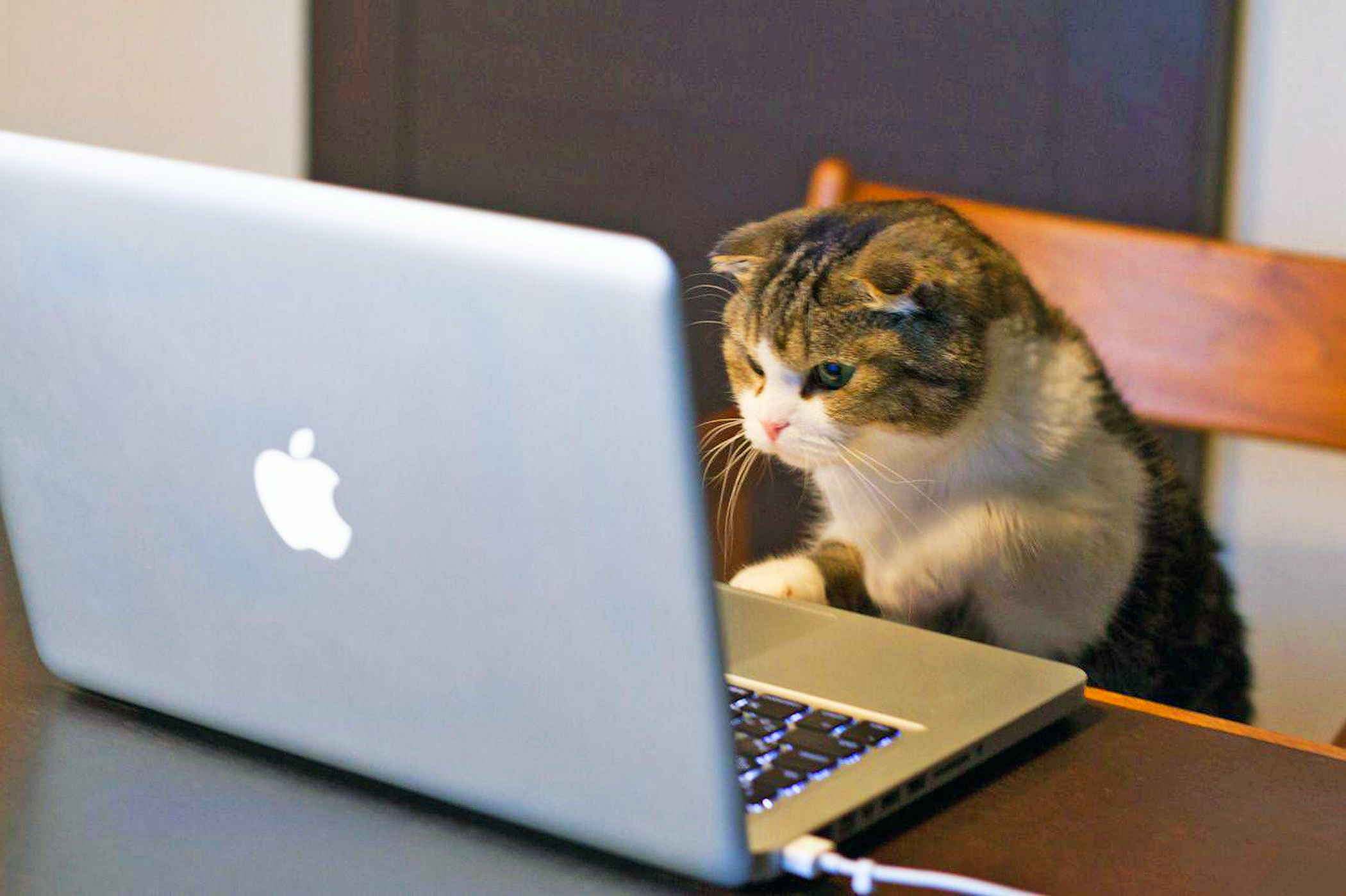 Обои кошка, за ноутбуком, cat, for a laptop разрешение 2100x1399 Загрузить