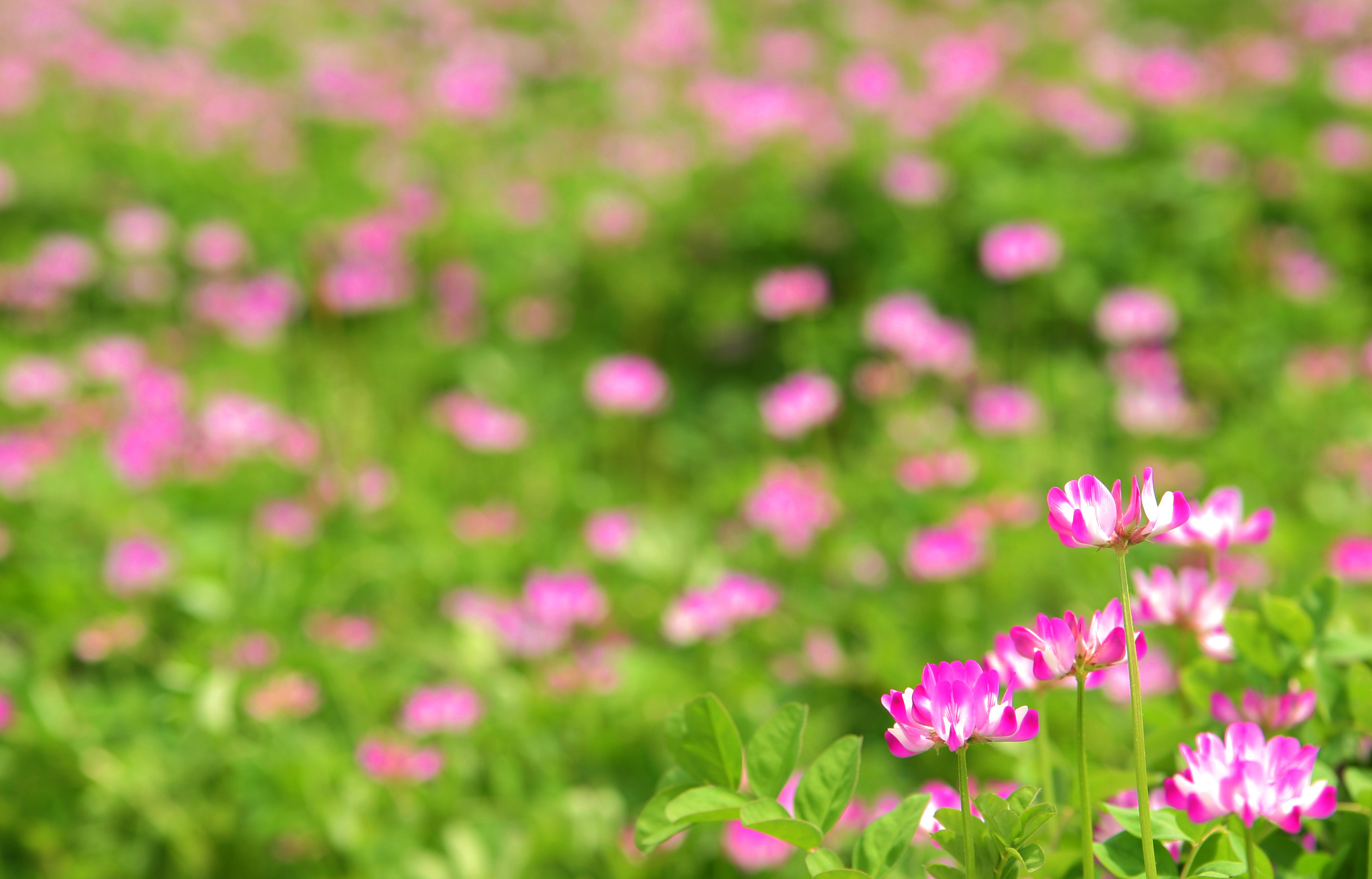 Лето цвет розовый. Цветы на салатовом фоне. Фон лето. Розовые полевые цветы. Заставка на рабочий стол цветы.