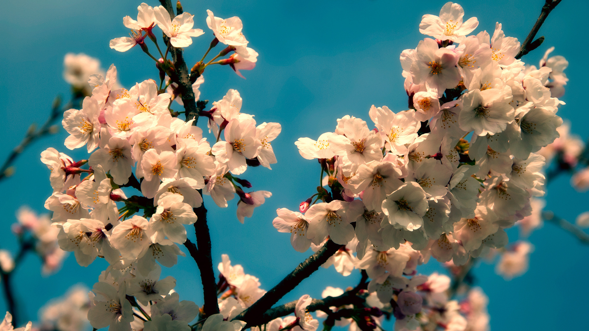 Лучшие весенние обои на телефон. Цветущее дерево. Цветение вишни.