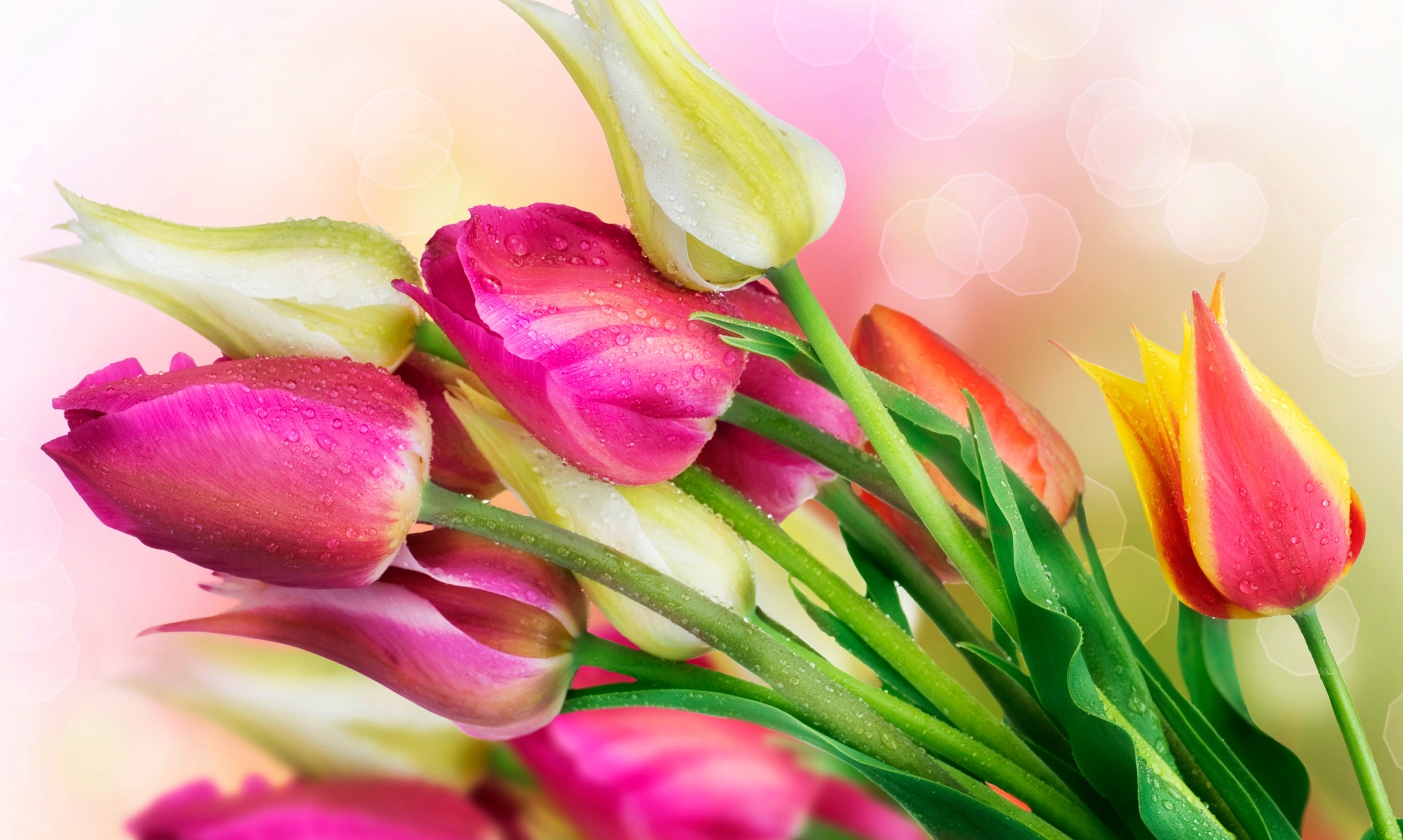 Поздравление с праздником цветов. Тюльпан Марит. Красивые тюльпаны. Обои на рабочий стол тюльпаны.