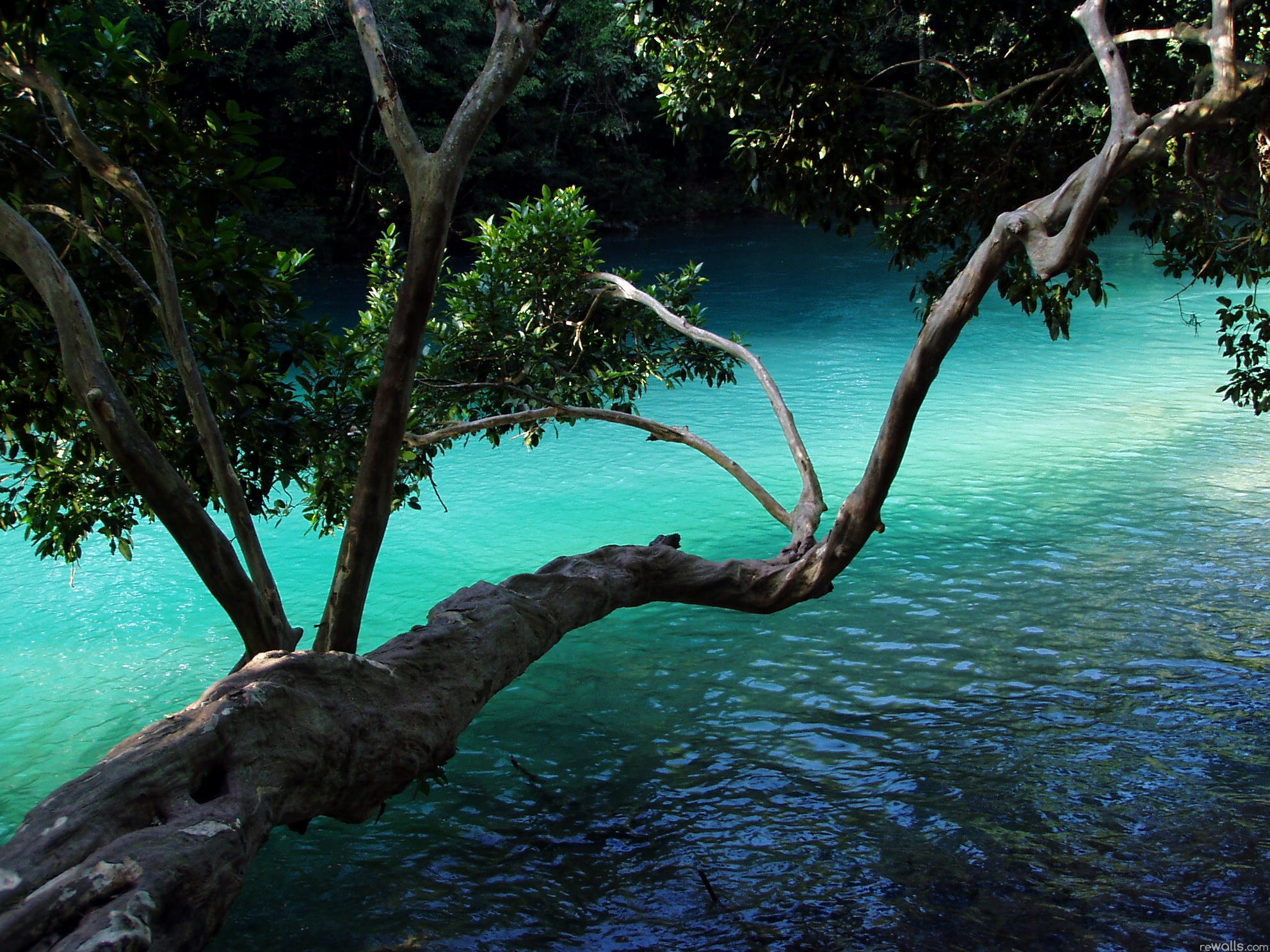 Water tree. Дерево над водой. Дерево в воде. Ветка дерева над водой. Тропические воды.