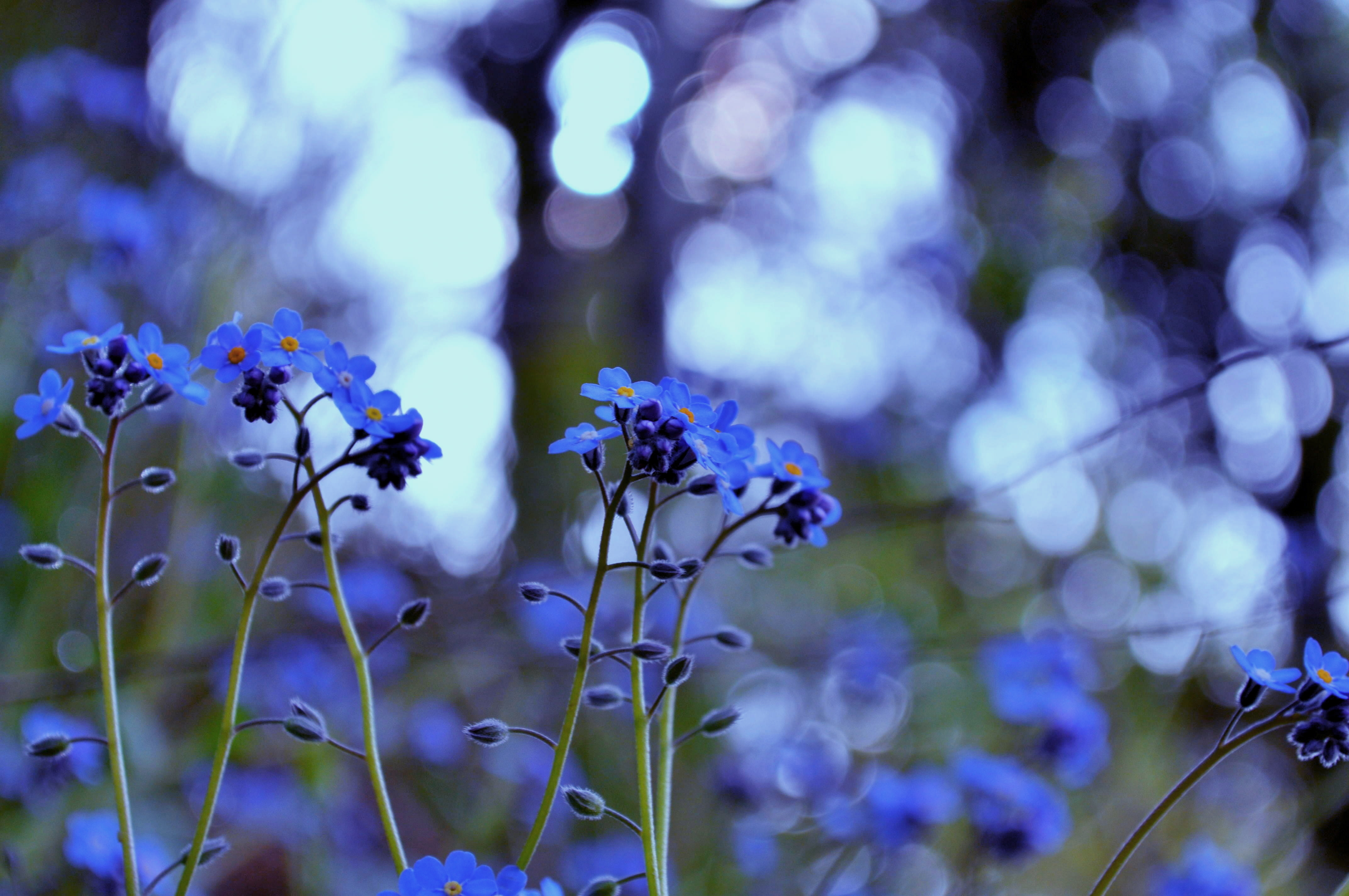 Глаза незабудки. Полевые цветы. Мелкие синие цветы. Синий цвет в природе. Синие полевые цветы.