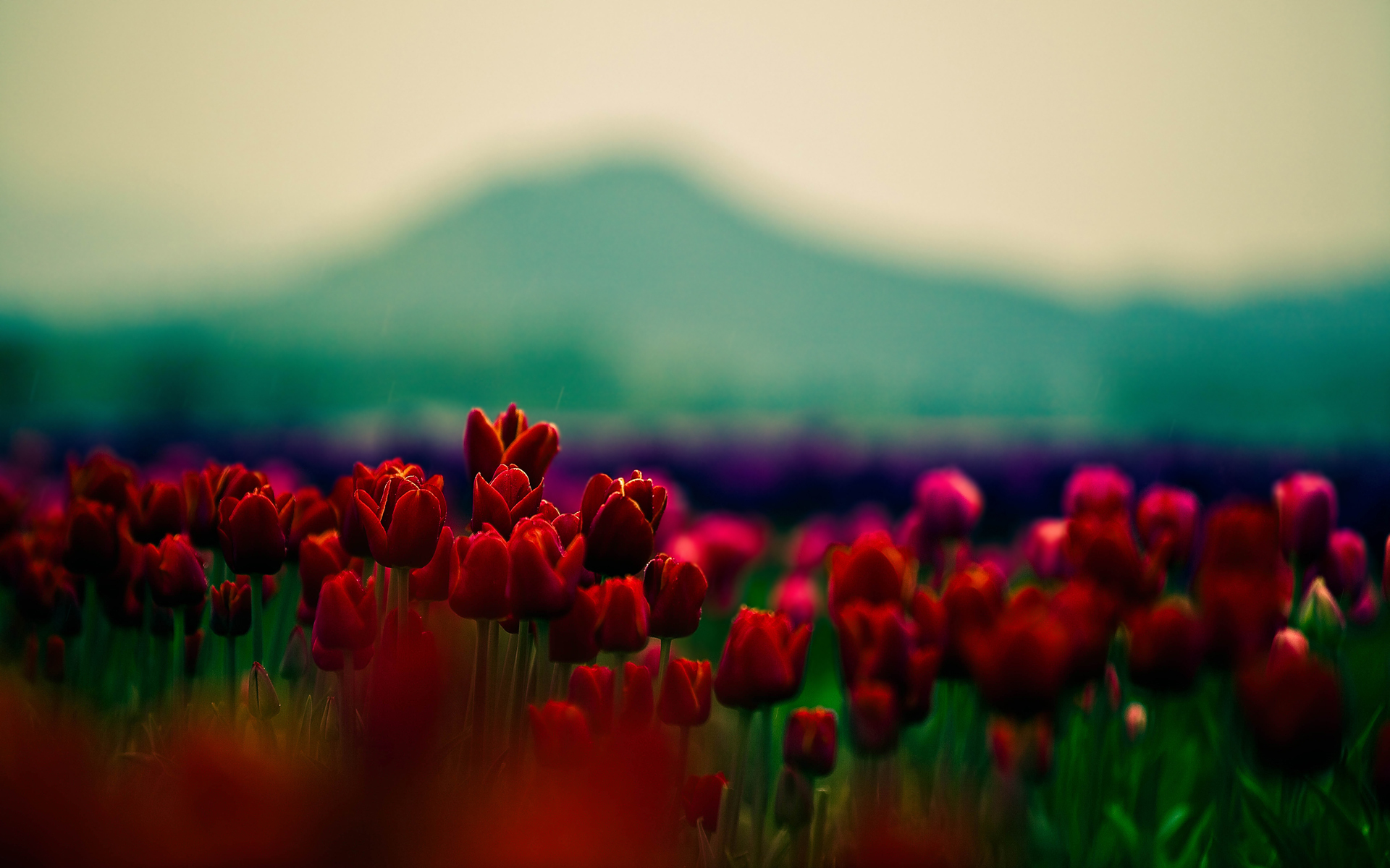 Обои цветы, природа, размытость, весна, тюльпаны, cvety, flowers, nature, blur, spring, tulips разрешение 1920x1200 Загрузить