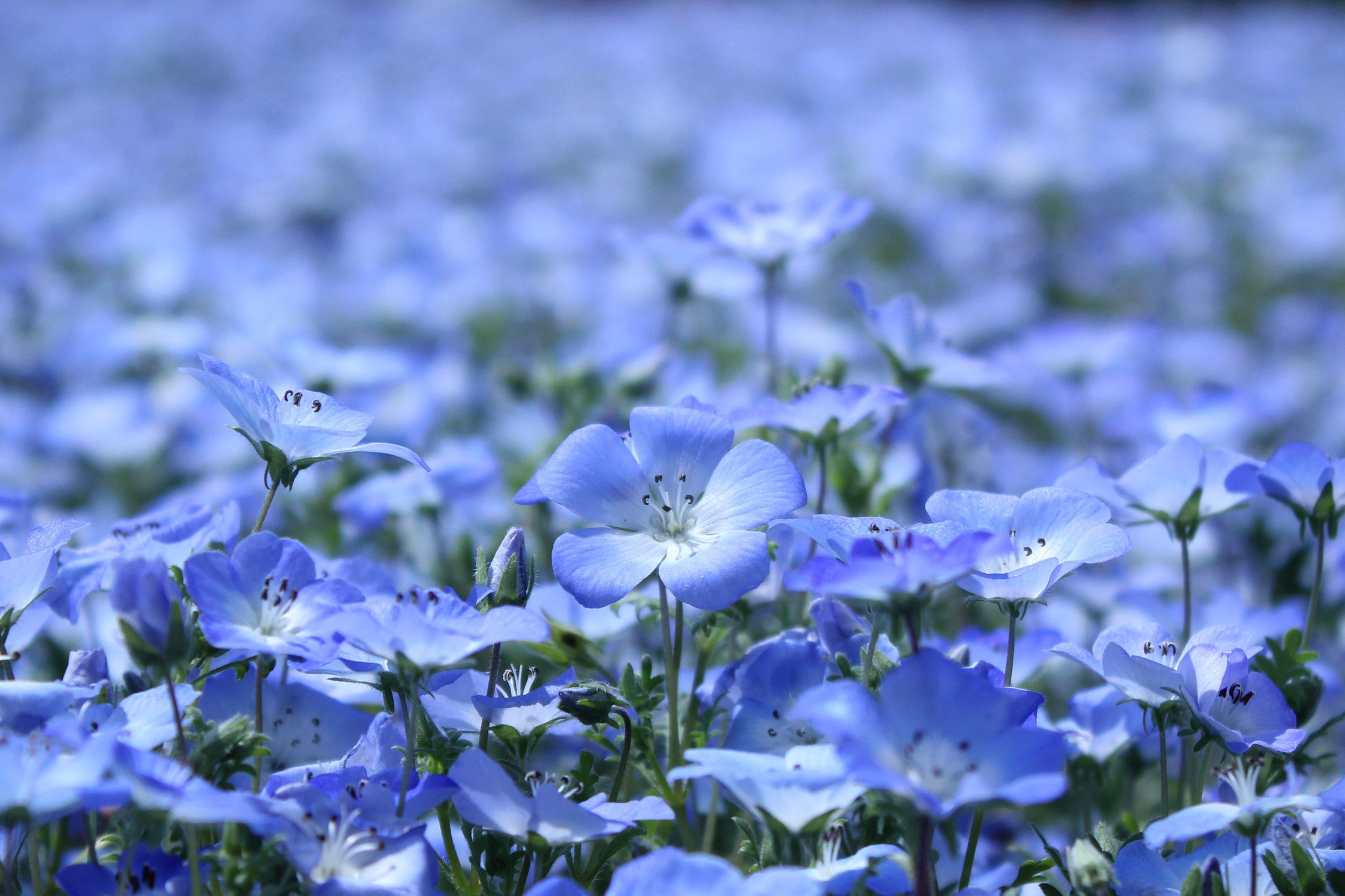 Обои цветы, лепестки, поляна, голубые, красиво, flowers, petals, glade, blue, beautiful разрешение 3456x2304 Загрузить