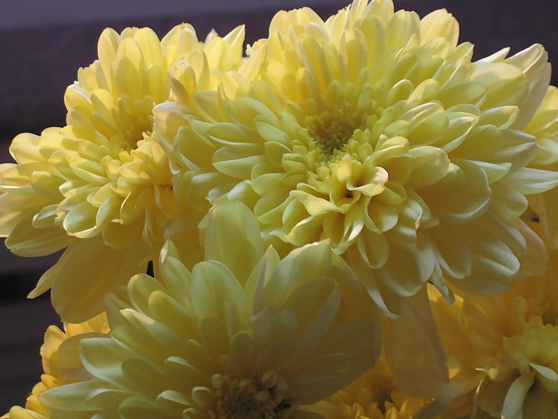 Желтые цветы которые дарят на 8. Хризантема Эллен Еллоу. Хризантема Кинг Еллоу. Хризантема Литтелтон Еллоу. Хризантема помпон Еллоу.