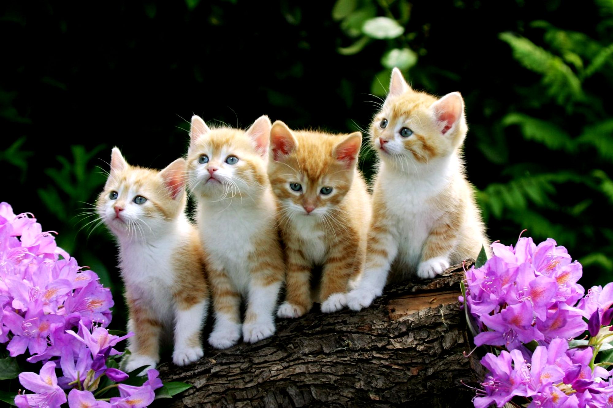 Обои цветы, рыжие котята, flowers, red kittens разрешение 2000x1333 Загрузить