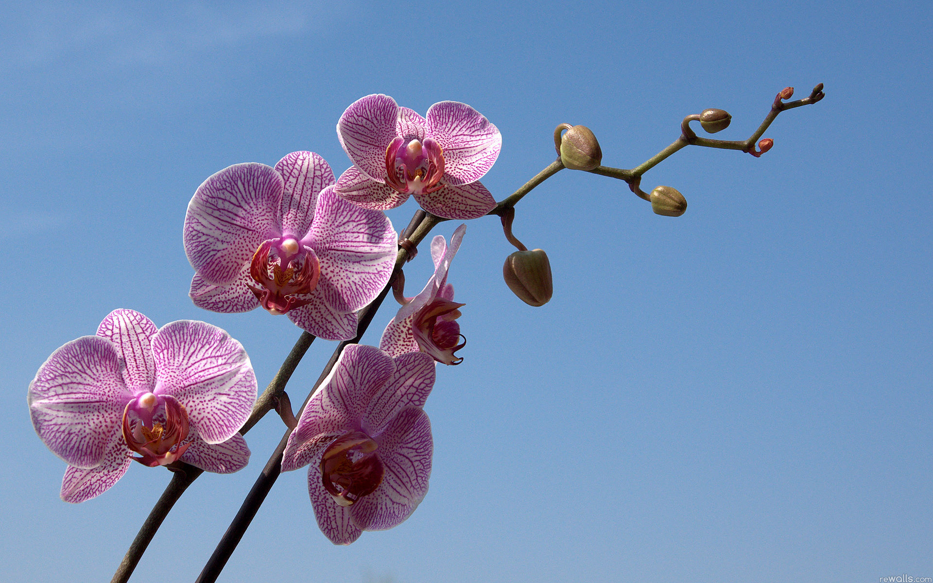 Обои небо, цветы, ветка, бутон, голубое, орхидея, the sky, flowers, branch, bud, blue, orchid разрешение 1920x1200 Загрузить