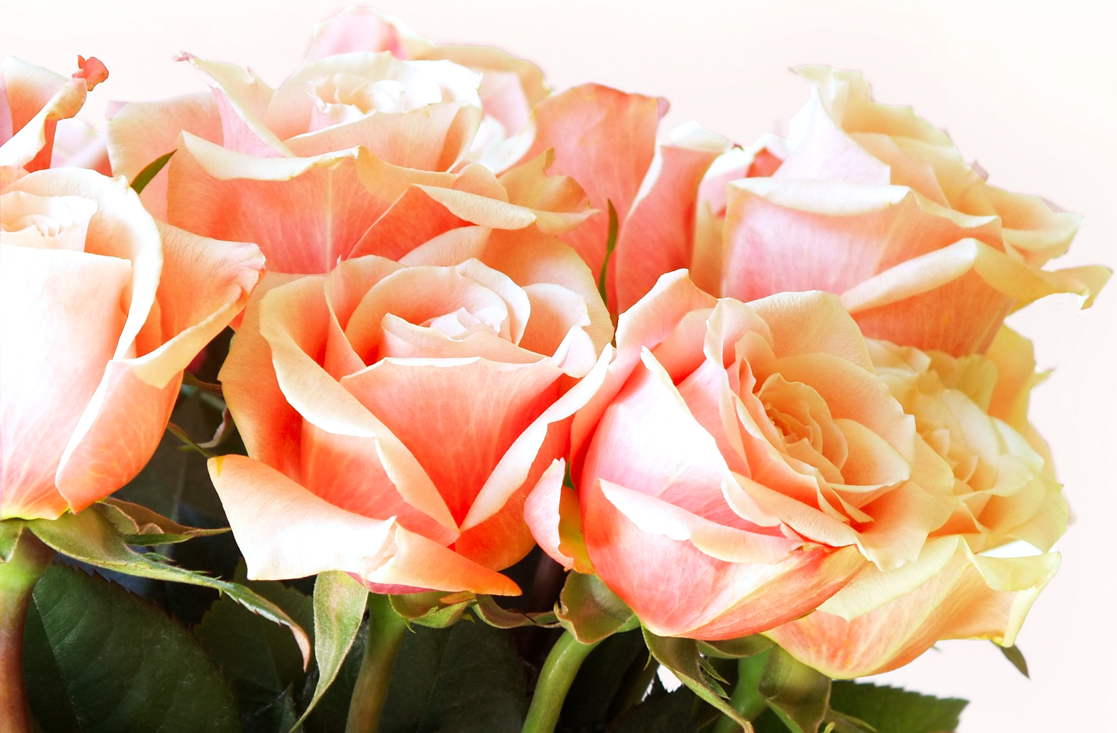 Букет свежих роз. Шикарные цветы. Красивые розы. Шикарный букет роз.