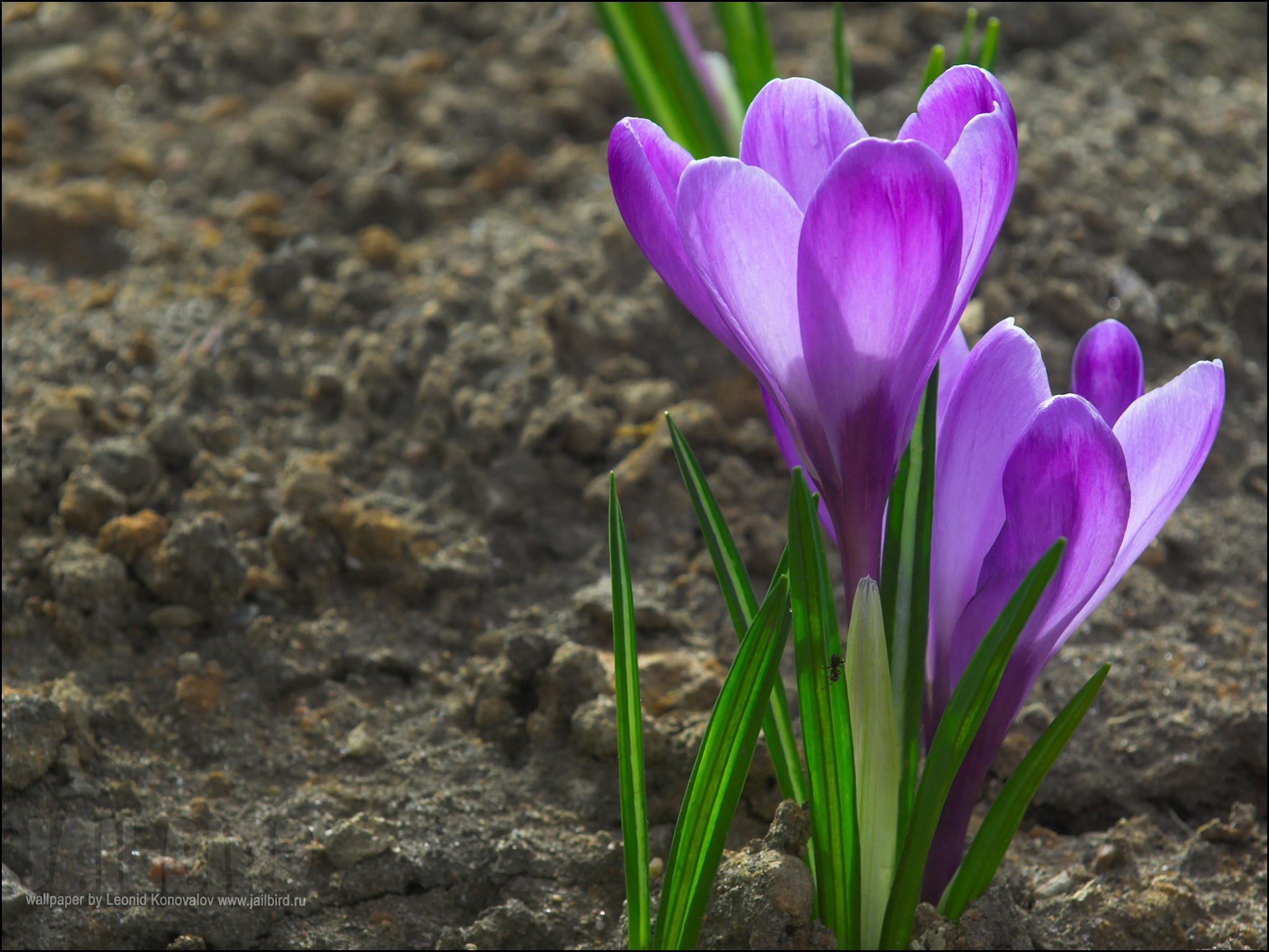 Первые первоцветы весной. Первоцветы (подснежники, крокусы, гиацинты).. Весенние первоцветы тюльпан. Бойчечак Гули. Первоцветы крокусы.