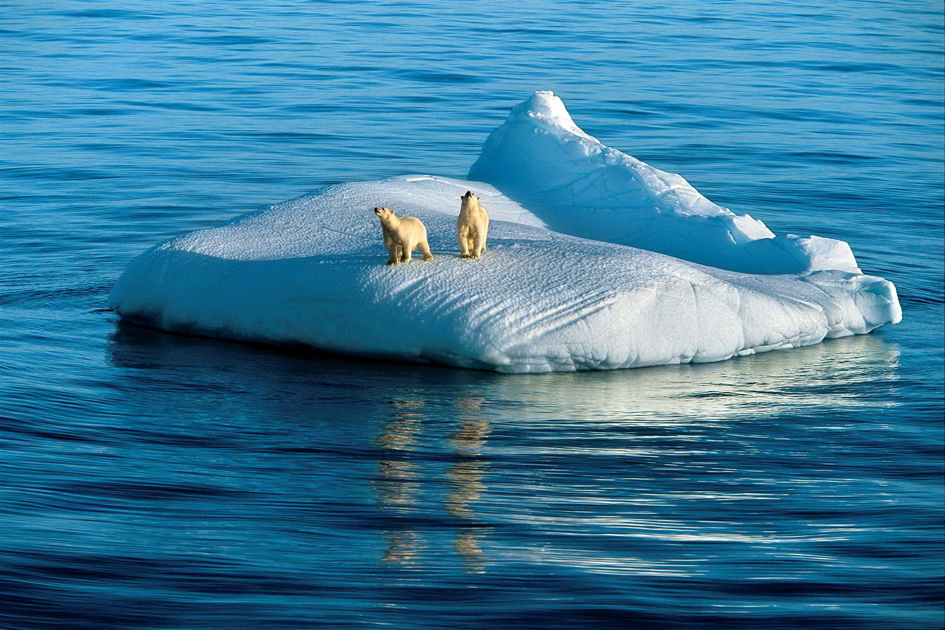 Обои океан, белые, медведи, льдина, арктика, the ocean, white, bears, floe, arctic разрешение 1920x1280 Загрузить