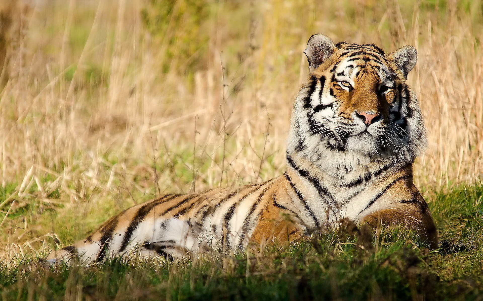 Обои тигр, морда, трава, отдых, покой, tiger, face, grass, stay, peace разрешение 1920x1200 Загрузить
