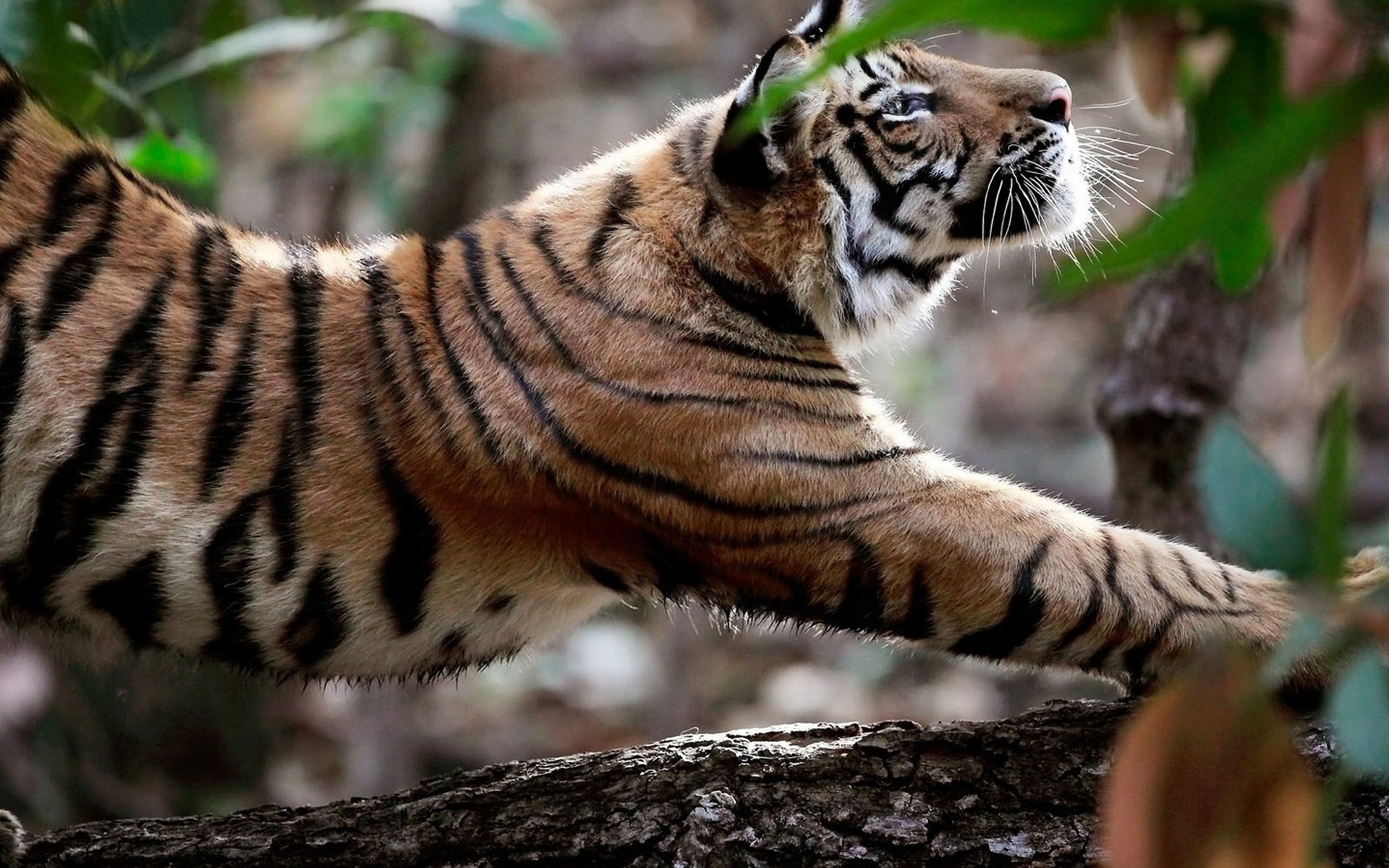 Обои тигр, природа, хищник, большая кошка, утренняя разминка, tiger, nature, predator, big cat, morning warm-up разрешение 1920x1200 Загрузить