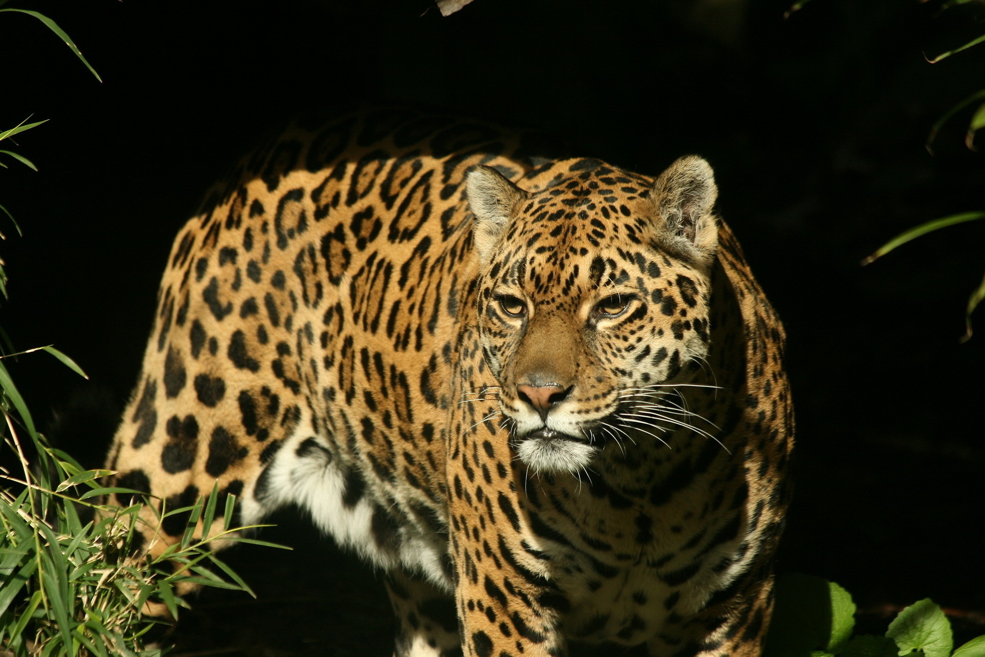 Обои морда, взгляд, хищник, ягуар, охота, face, look, predator, jaguar, hunting разрешение 1920x1280 Загрузить