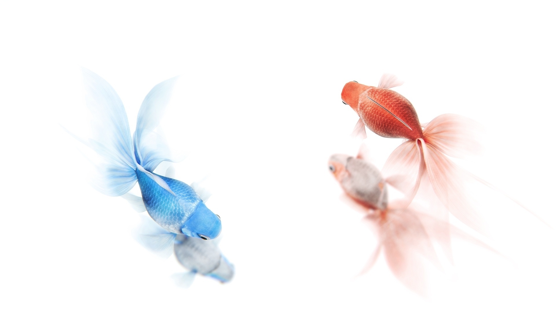 Обои отражение, красные, рыбы, минимализм, синие, золотые рыбки, рендеринг. нежно, reflection, red, fish, minimalism, blue, goldfish, rendering. gently разрешение 1920x1080 Загрузить