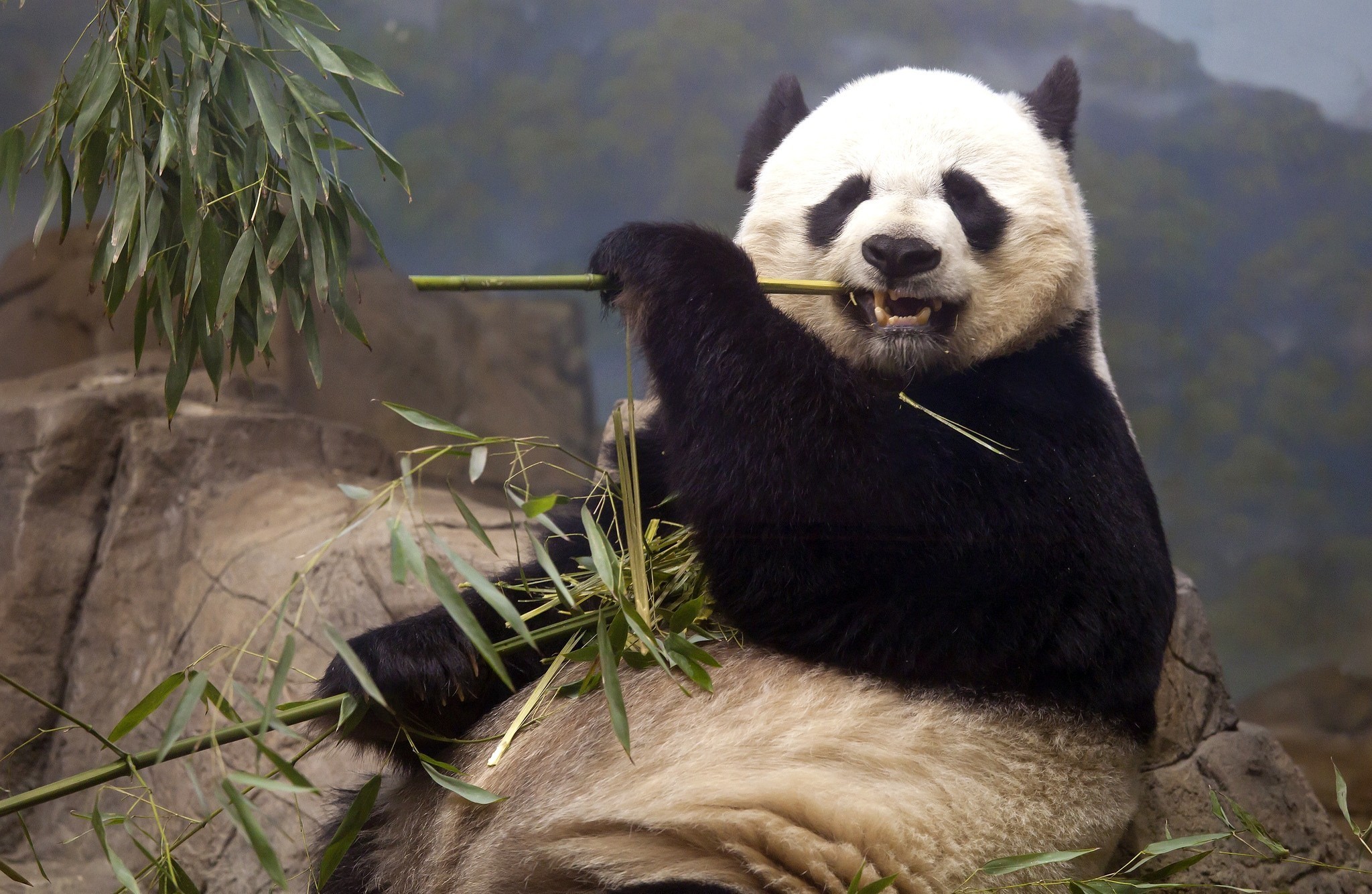 Обои панда, медведь, кушает, бамбуковый медведь, большая панда, panda, bear, eats, bamboo bear, the giant panda разрешение 2048x1334 Загрузить