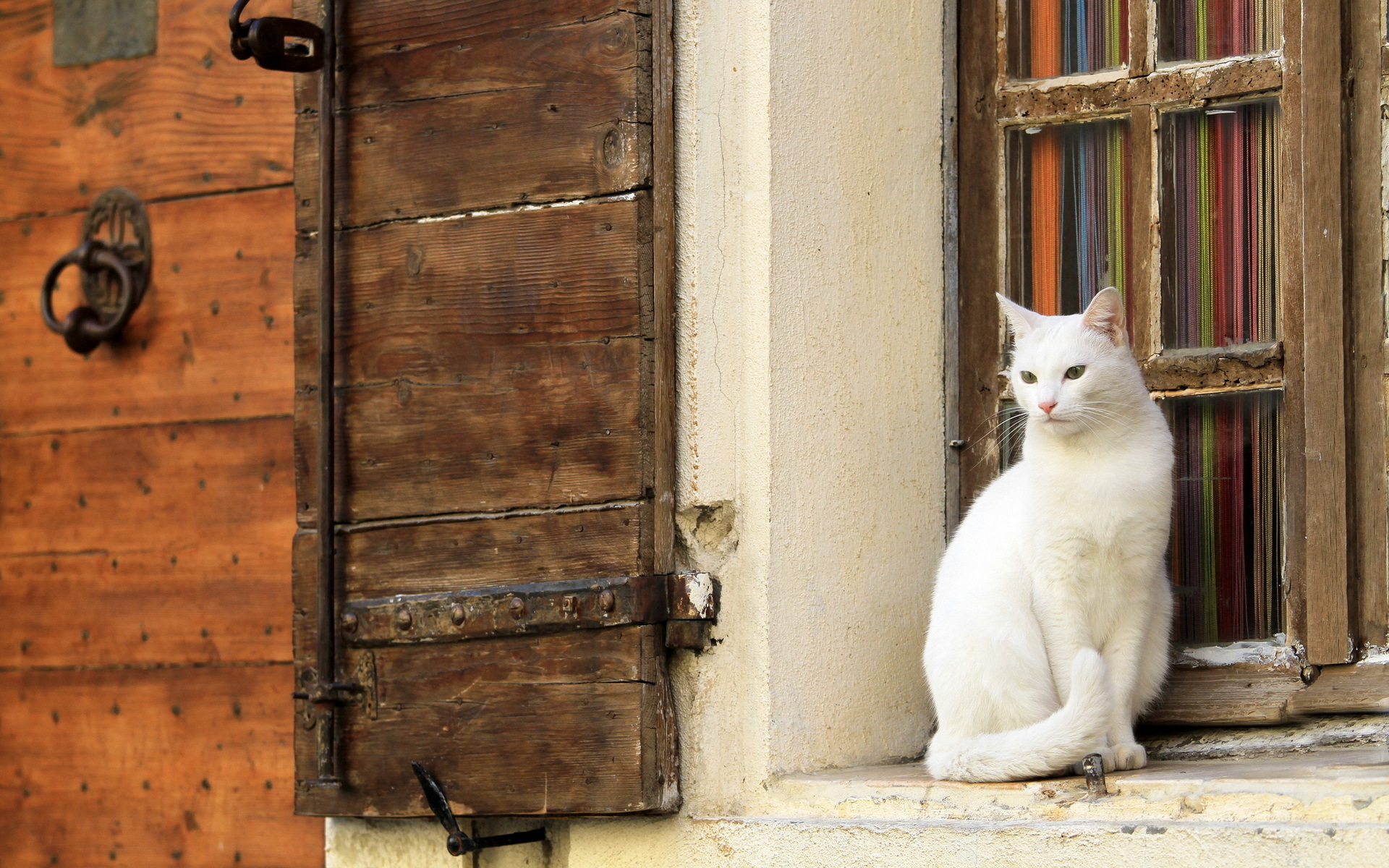 Кошка придет. Кошки на окошке. Кошка на окне. Дом для кошки. Коты в окне.