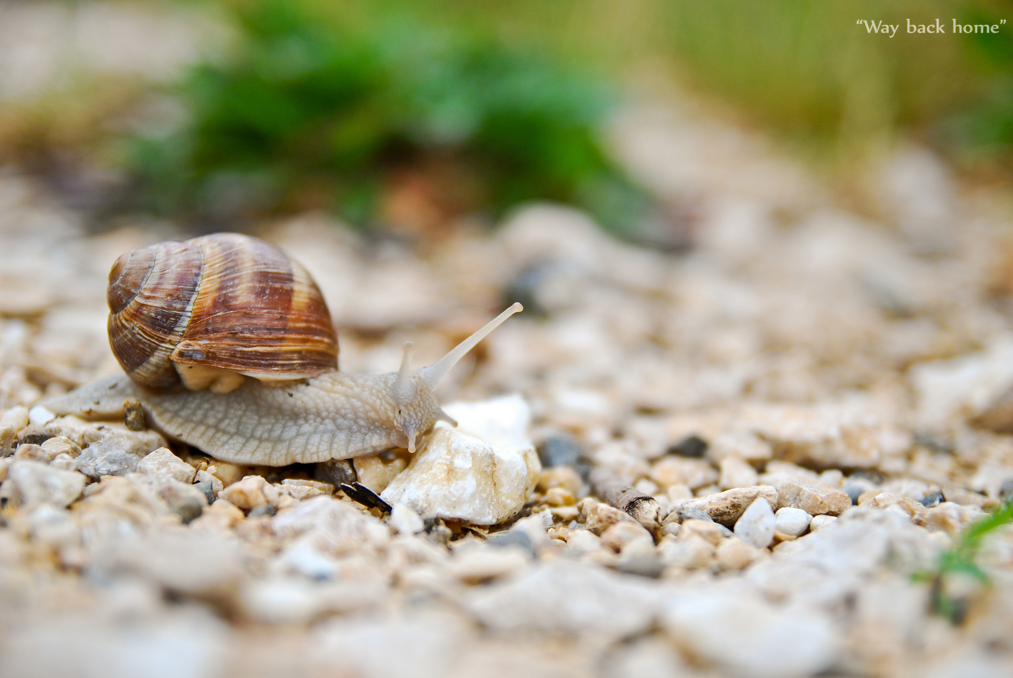 Обои камни, животные, улитка, рожки, раковина, брюхоногие моллюски, stones, animals, snail, horns, sink, gastropods разрешение 2048x1371 Загрузить