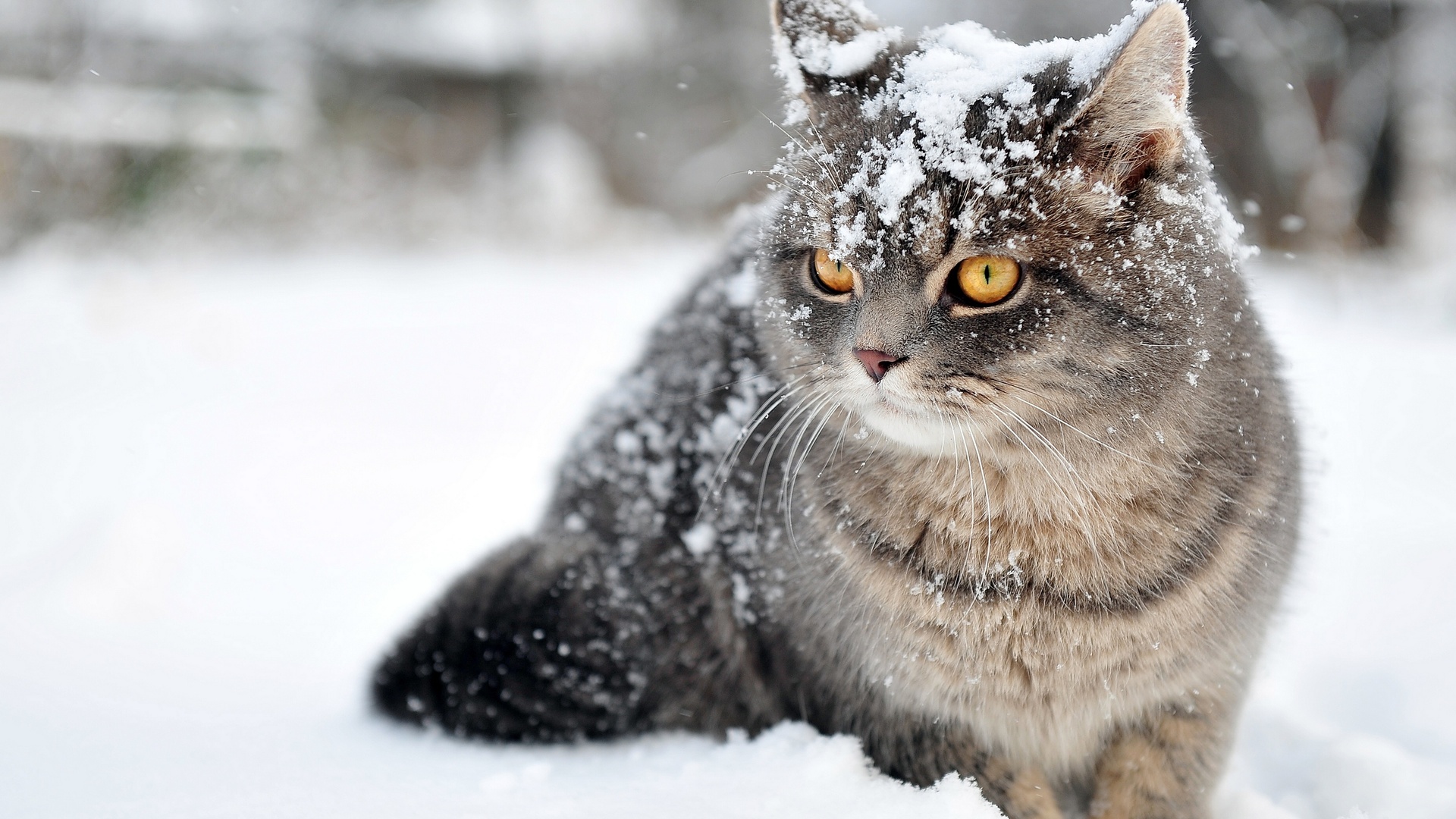 Обои снег, зима, кот, кошка, полосатик, snow, winter, cat, pinstripes разрешение 1920x1080 Загрузить
