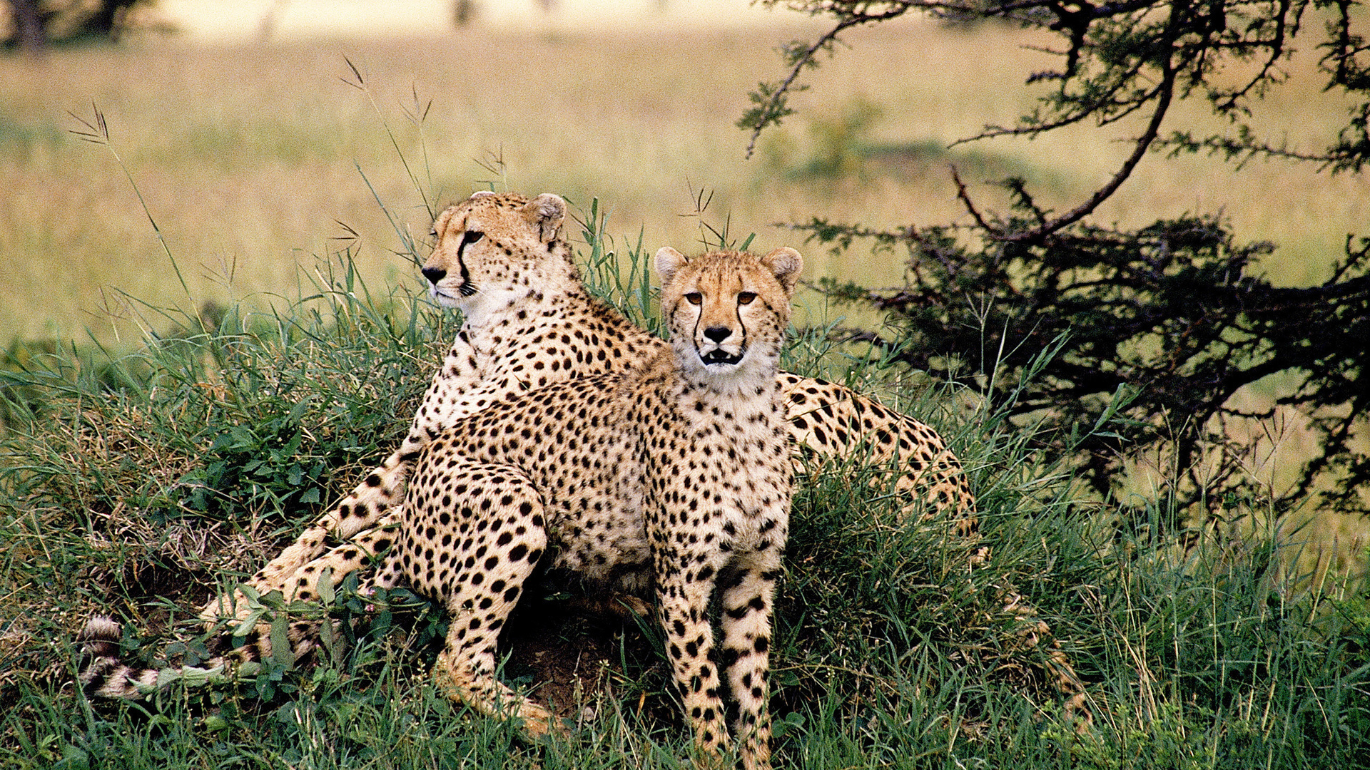 Обои трава, природа, дикие кошки, хищники, гепарды, grass, nature, wild cats, predators, cheetahs разрешение 1920x1080 Загрузить