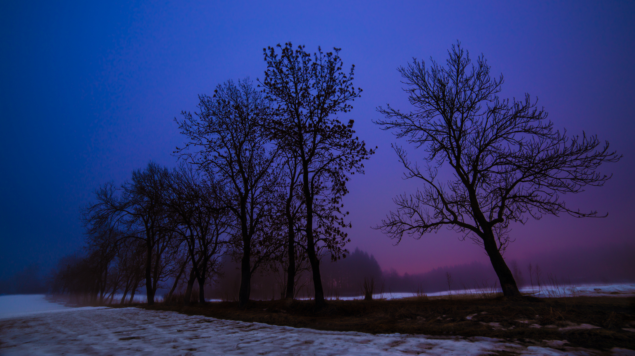 Снег вечером весной. Сумерки природа. Зимние деревья ночью. Зимнее дерево. Деревья в сумерках.