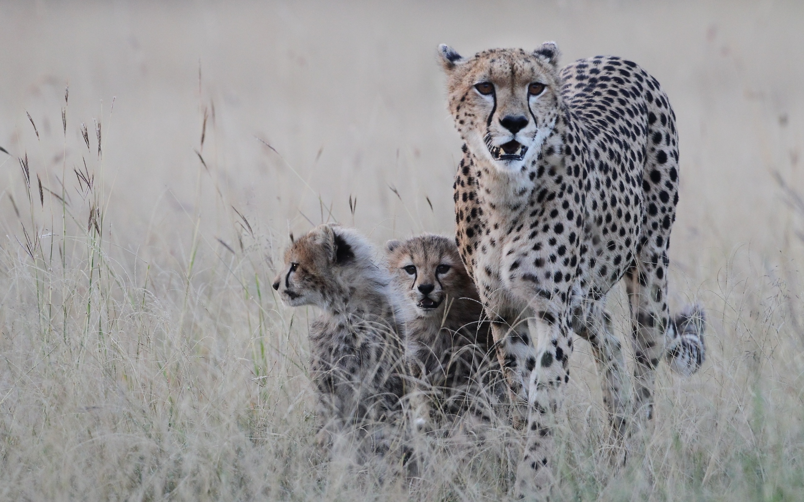 Обои природа, хищник, котята, гепард, гепарды, nature, predator, kittens, cheetah, cheetahs разрешение 2560x1600 Загрузить