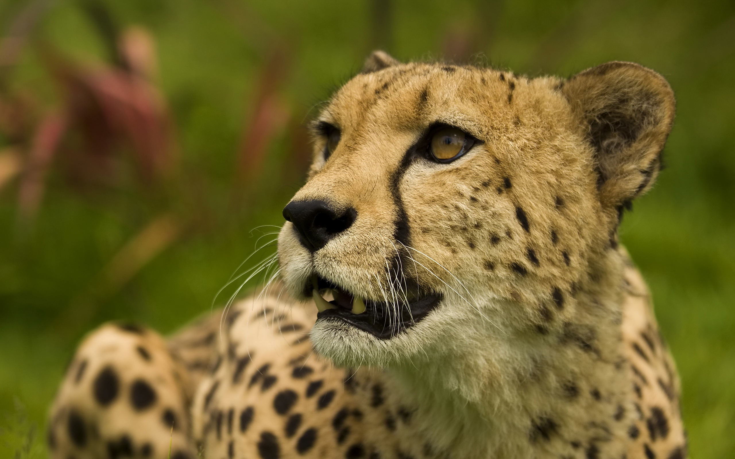 Обои морда, взгляд, лежит, хищник, гепард, face, look, lies, predator, cheetah разрешение 2560x1600 Загрузить