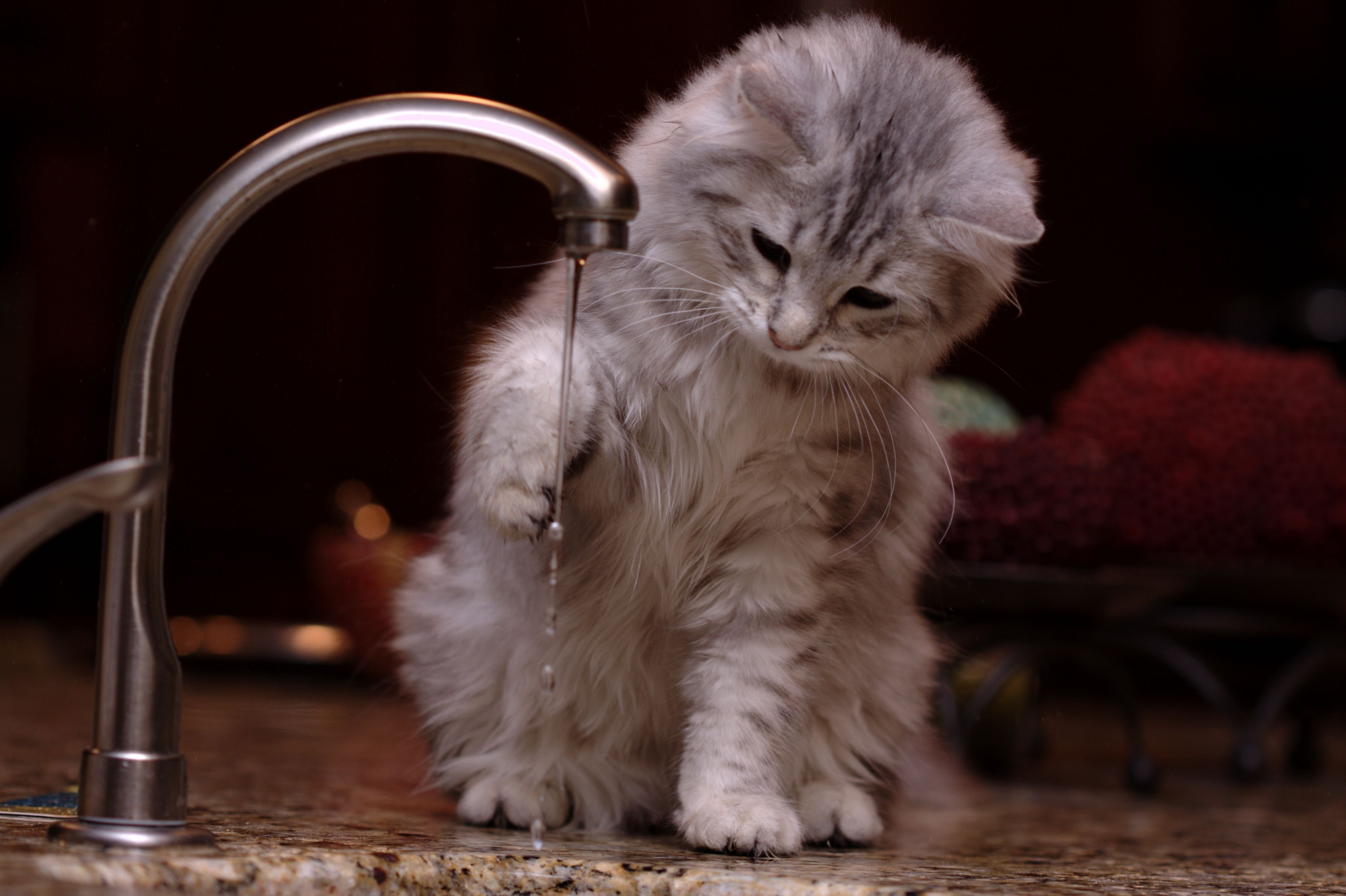 Кошка пьет лапой. Кот умывается. Котенок умываетс. Котик в воде. Кошка умывает котенка.