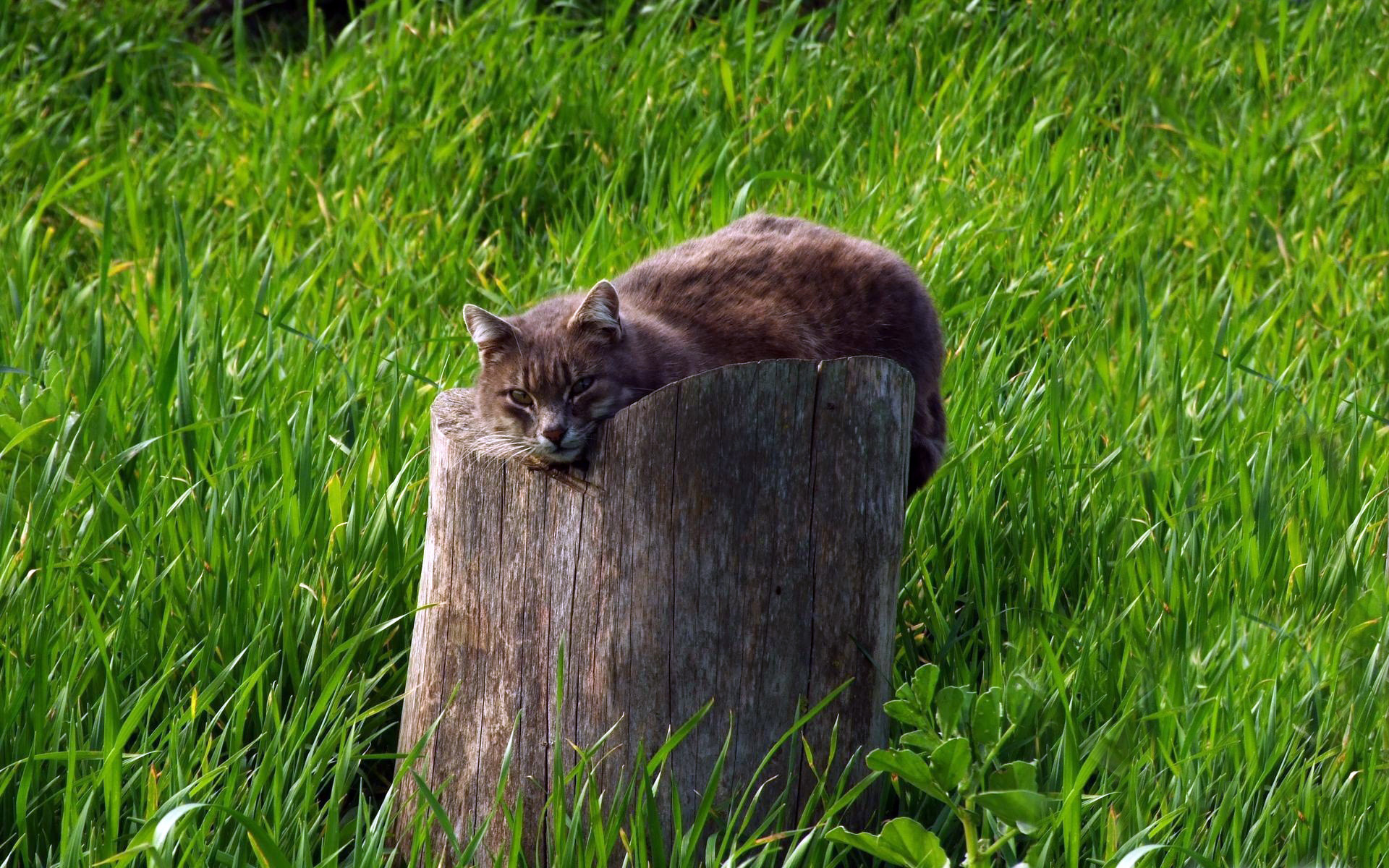 Обои трава, кот, кошка, серый, зеленая, пень, grass, cat, grey, green, stump разрешение 1920x1200 Загрузить