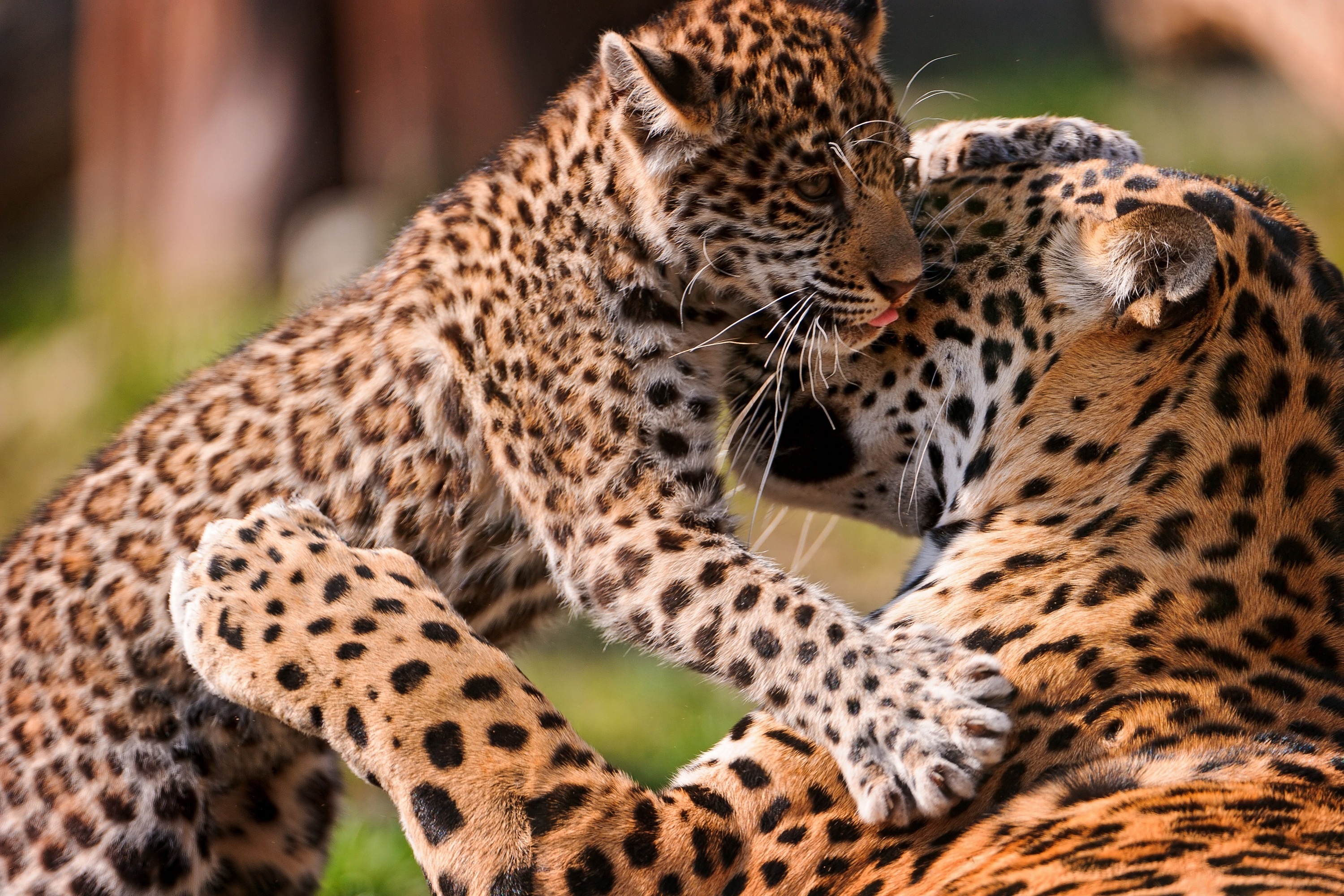 Обои ягуар, игра, кошки, детеныш, ягуары, jaguar, the game, cats, cub, jaguars разрешение 3000x2000 Загрузить