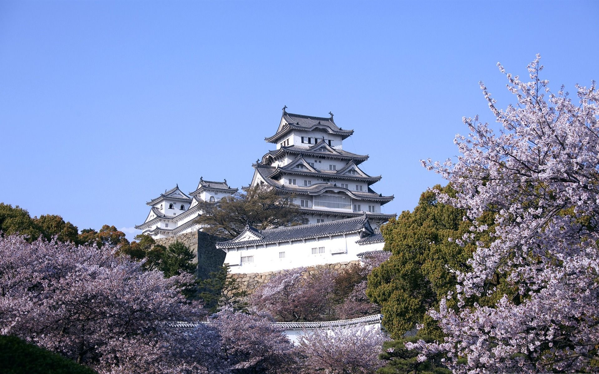 Обои замок, япония, сакура, castle, japan, sakura разрешение 1920x1200 Загрузить
