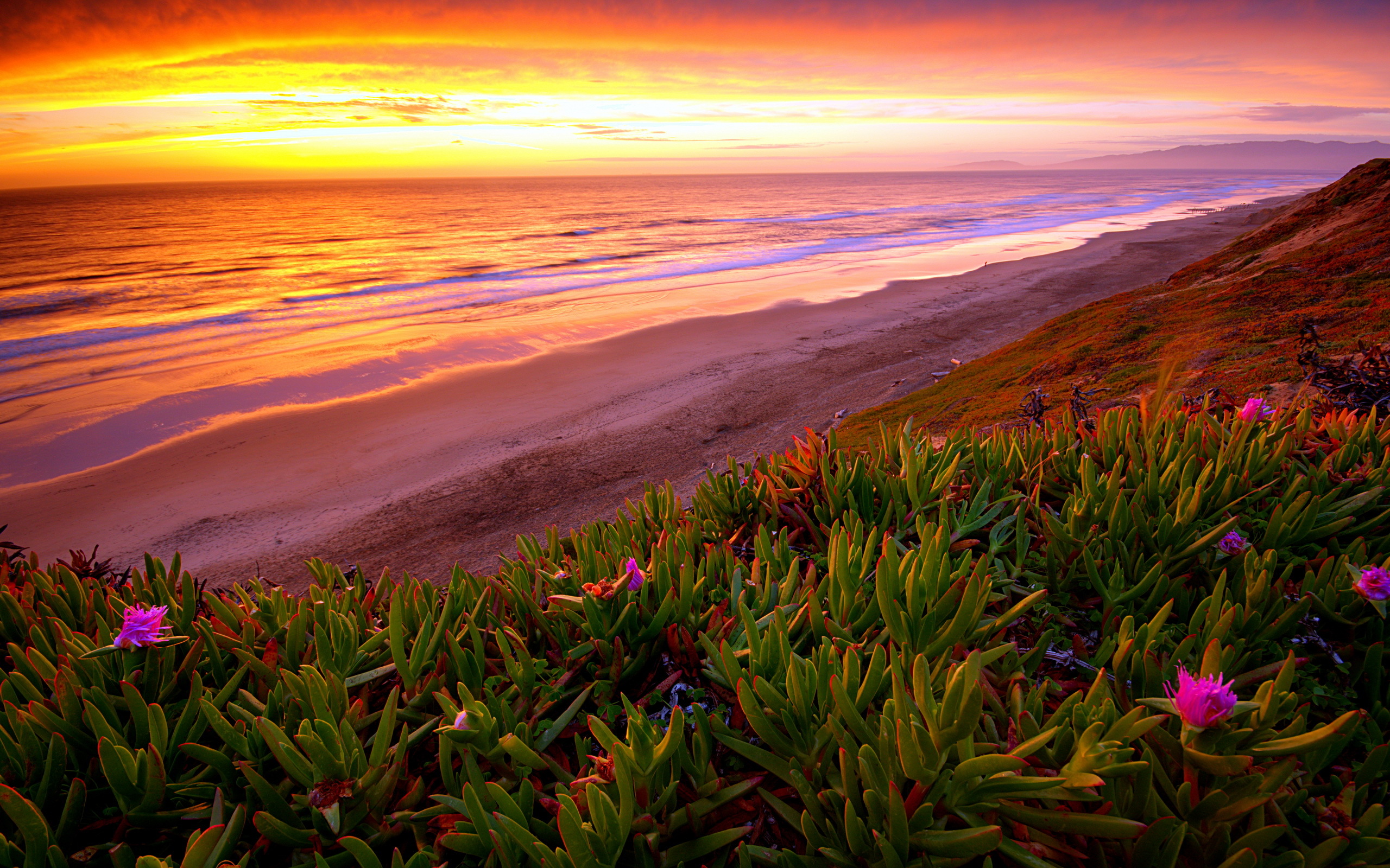 Flower sunset. Природа море. Рассвет на море. Рассвет море горы. Цветы на фоне моря.