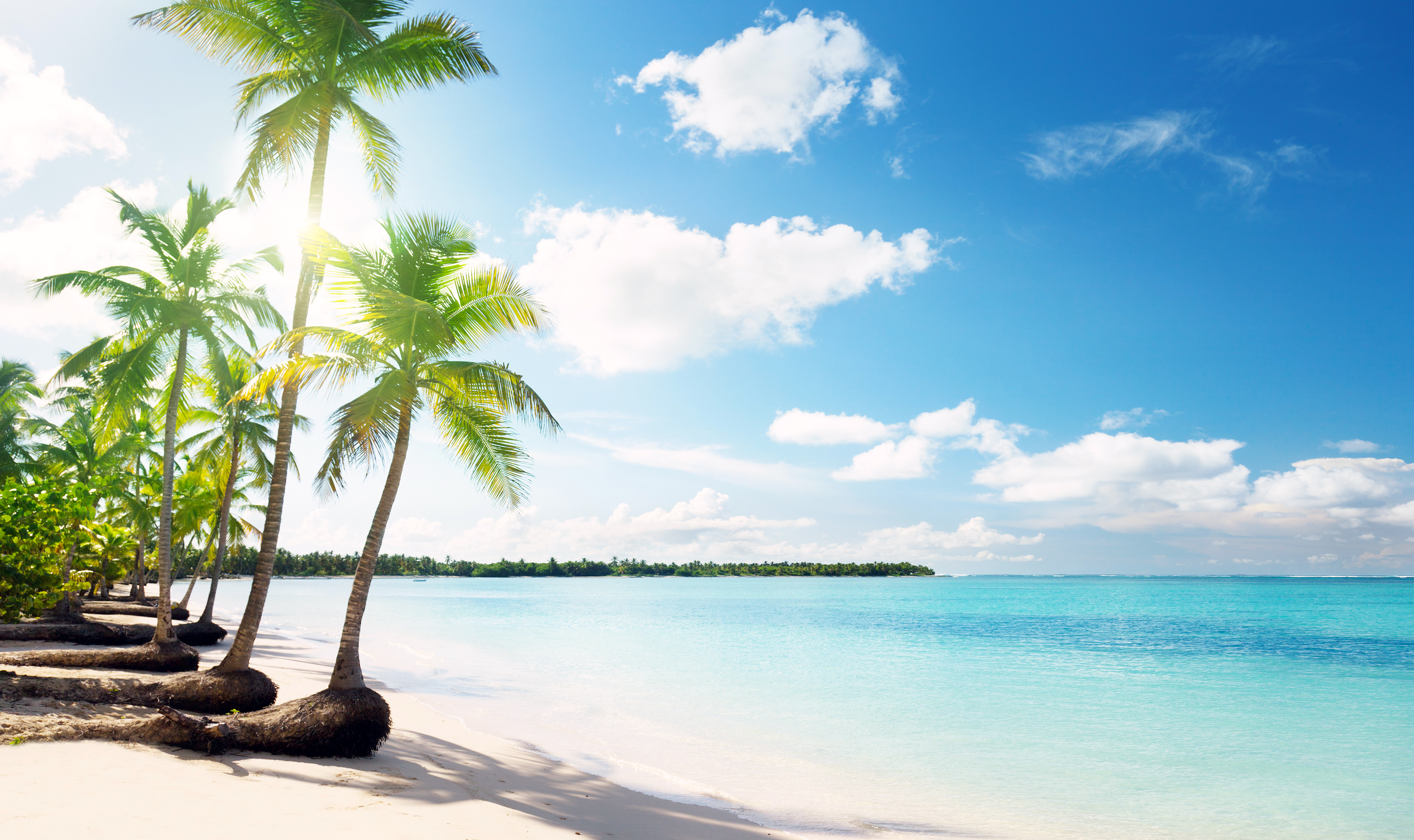 Beach tree. Парадиз остров Карибского моря. Море пальмы. Море пляж пальмы. Море пальмы и песок.