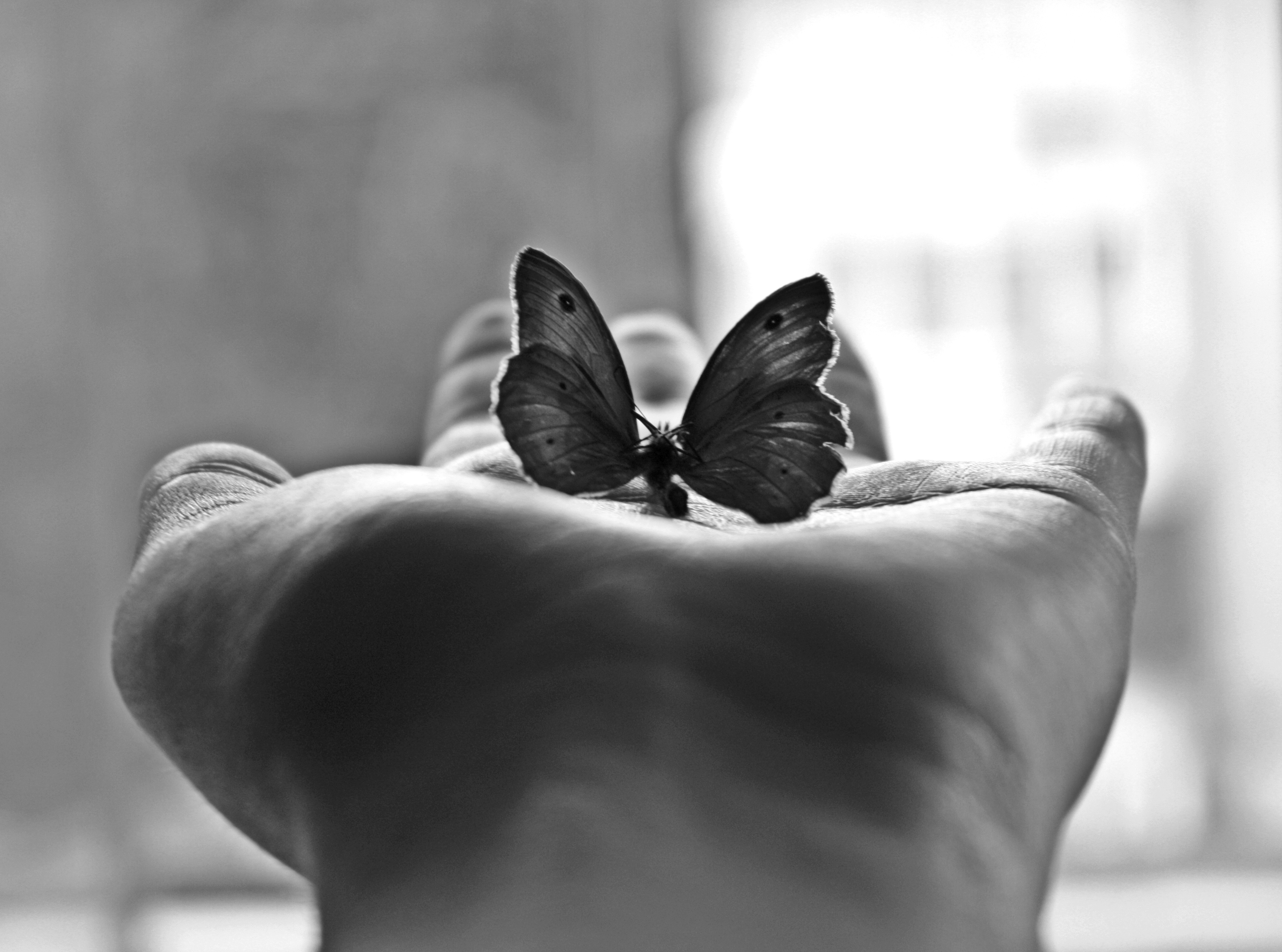 Словно бабочек легкая. Бабочка черная. Бабочка на ладони. На руку бабочка. Красивые черно белые картинки.