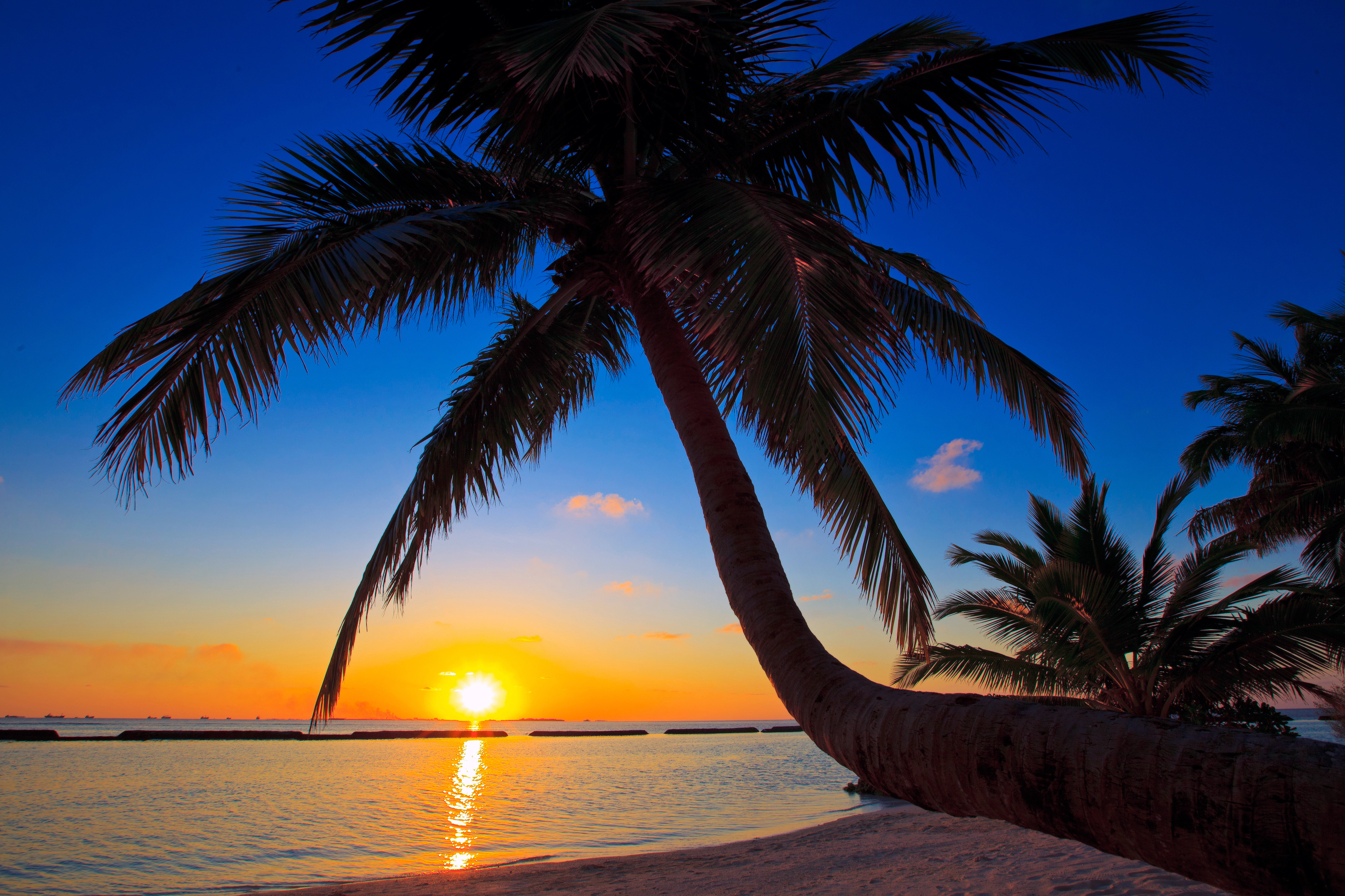 Beach tree. Сансет Бич Мальдивы. Сансет Бич пляж. Тропикал Палмс Гоа. Пляж с пальмами.