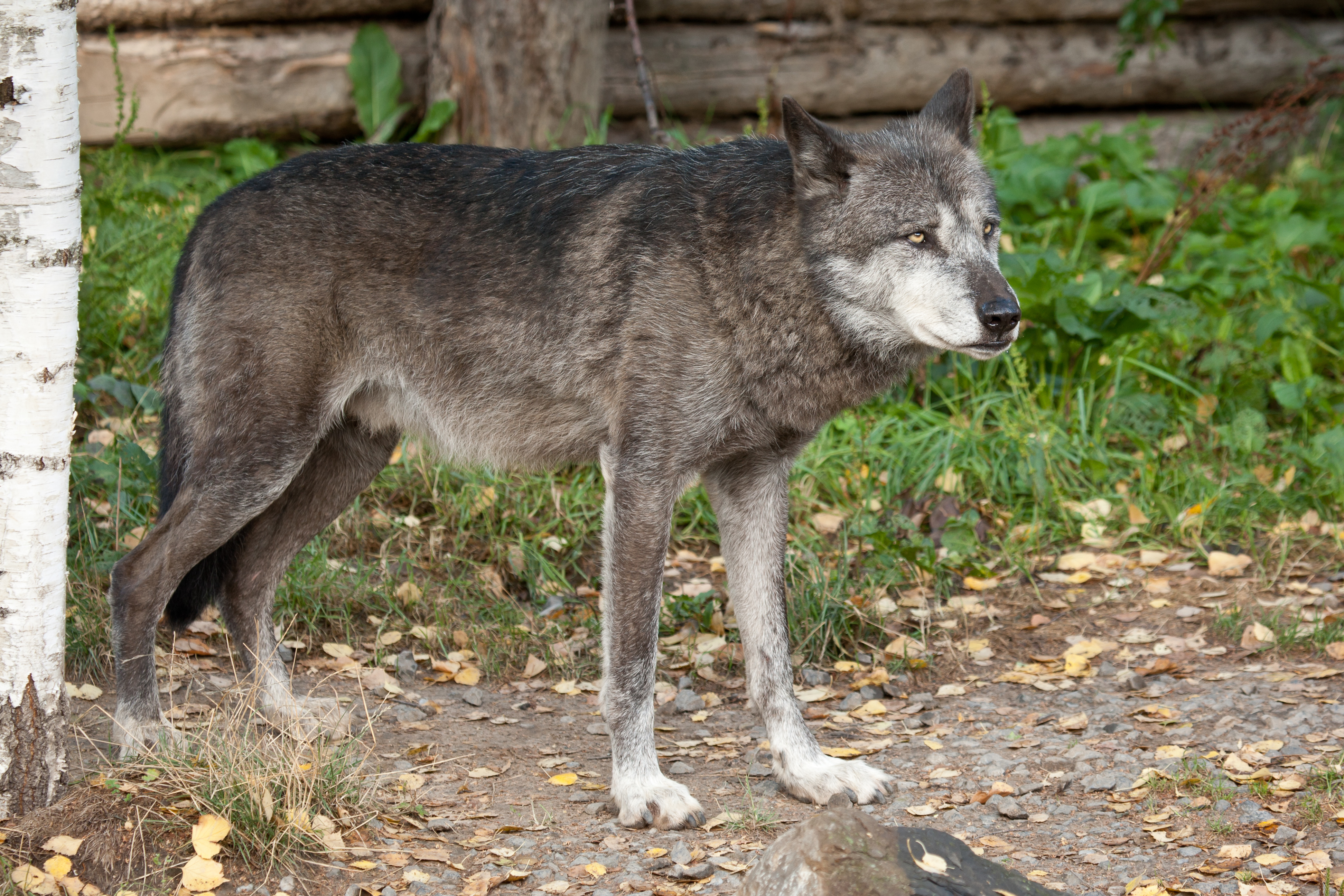 Silver wolf. Макензийский Равнинный волк. «Серый волк» (Сары Буре). Волк серый. Темно серый волк.