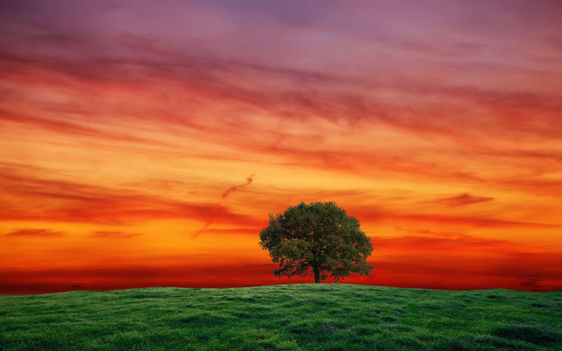Обои небо, трава, дерево, закат, пейзаж, поле, the sky, grass, tree, sunset, landscape, field разрешение 1920x1200 Загрузить