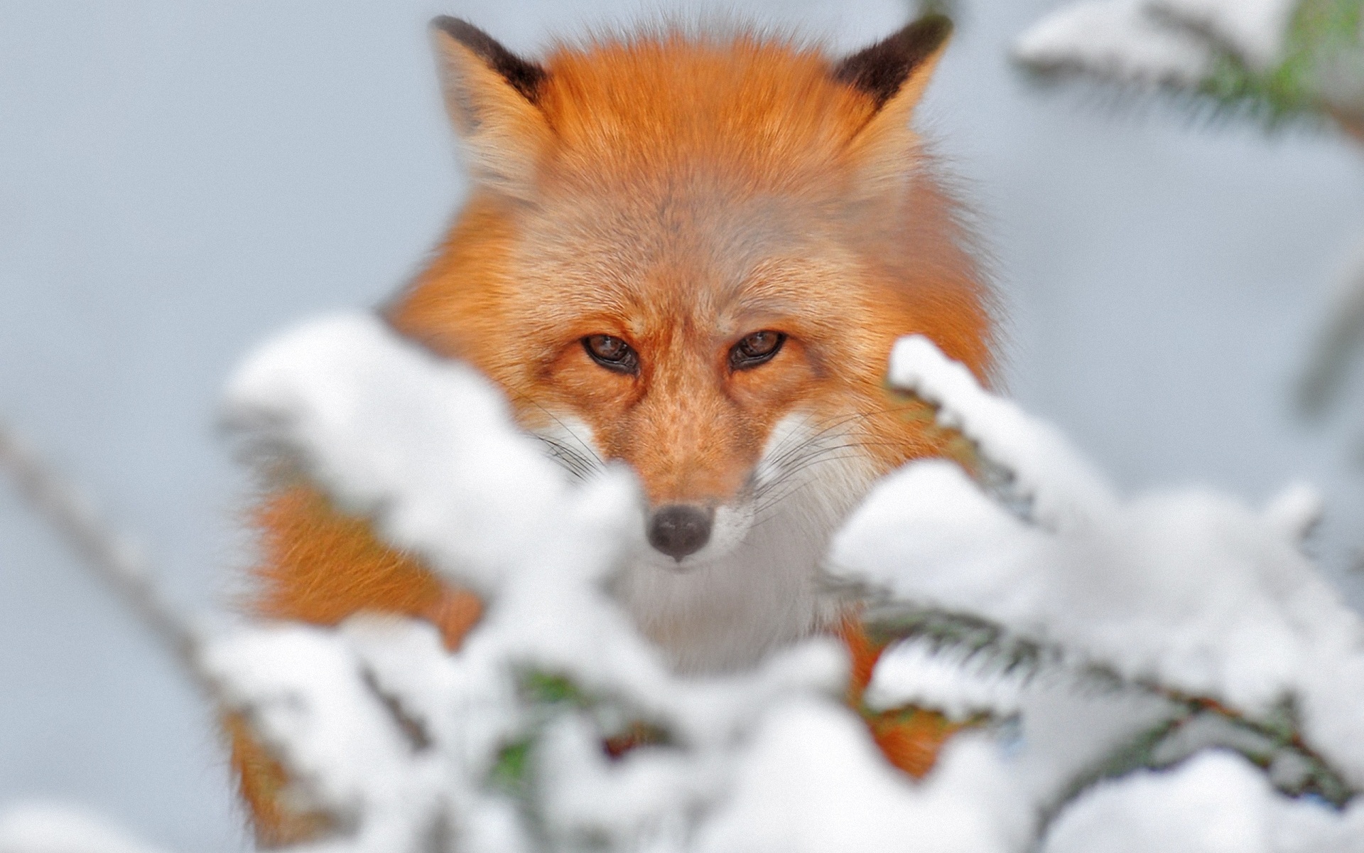 Обои снег, зима, животные, лиса, лисица, snow, winter, animals, fox разрешение 1920x1200 Загрузить