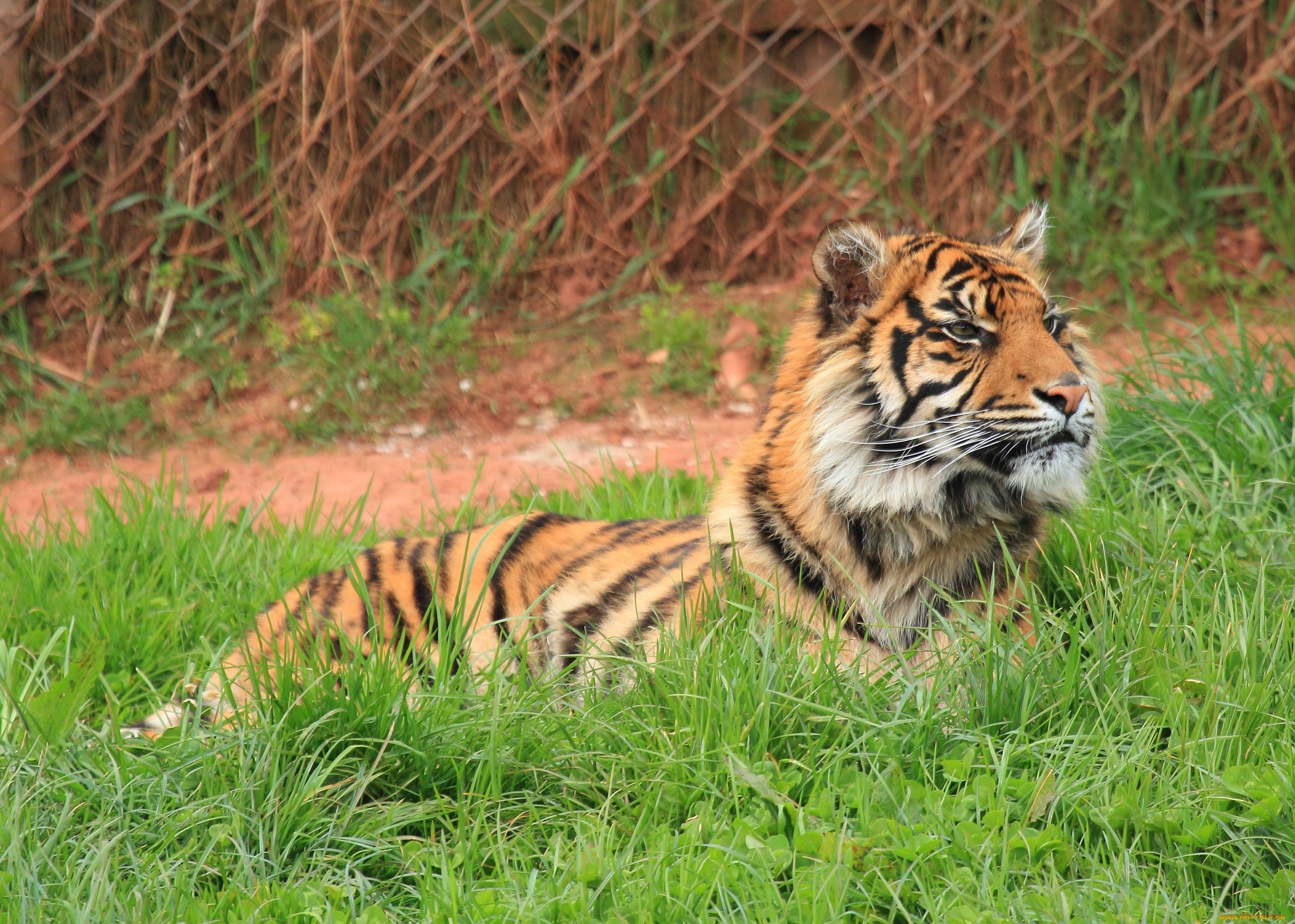 Обои тигр, трава, лежит, хищник, дикая кошка, tiger, grass, lies, predator, wild cat разрешение 2560x1828 Загрузить