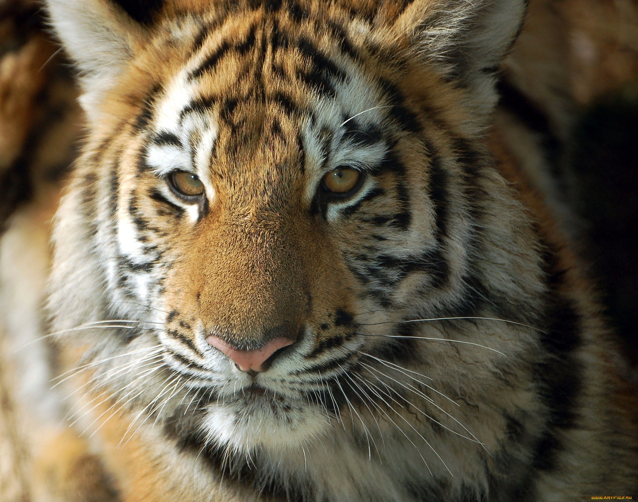 Обои тигр, морда, взгляд, хищник, тигренок, дикая кошка, детеныш, tiger, face, look, predator, wild cat, cub разрешение 2048x1612 Загрузить