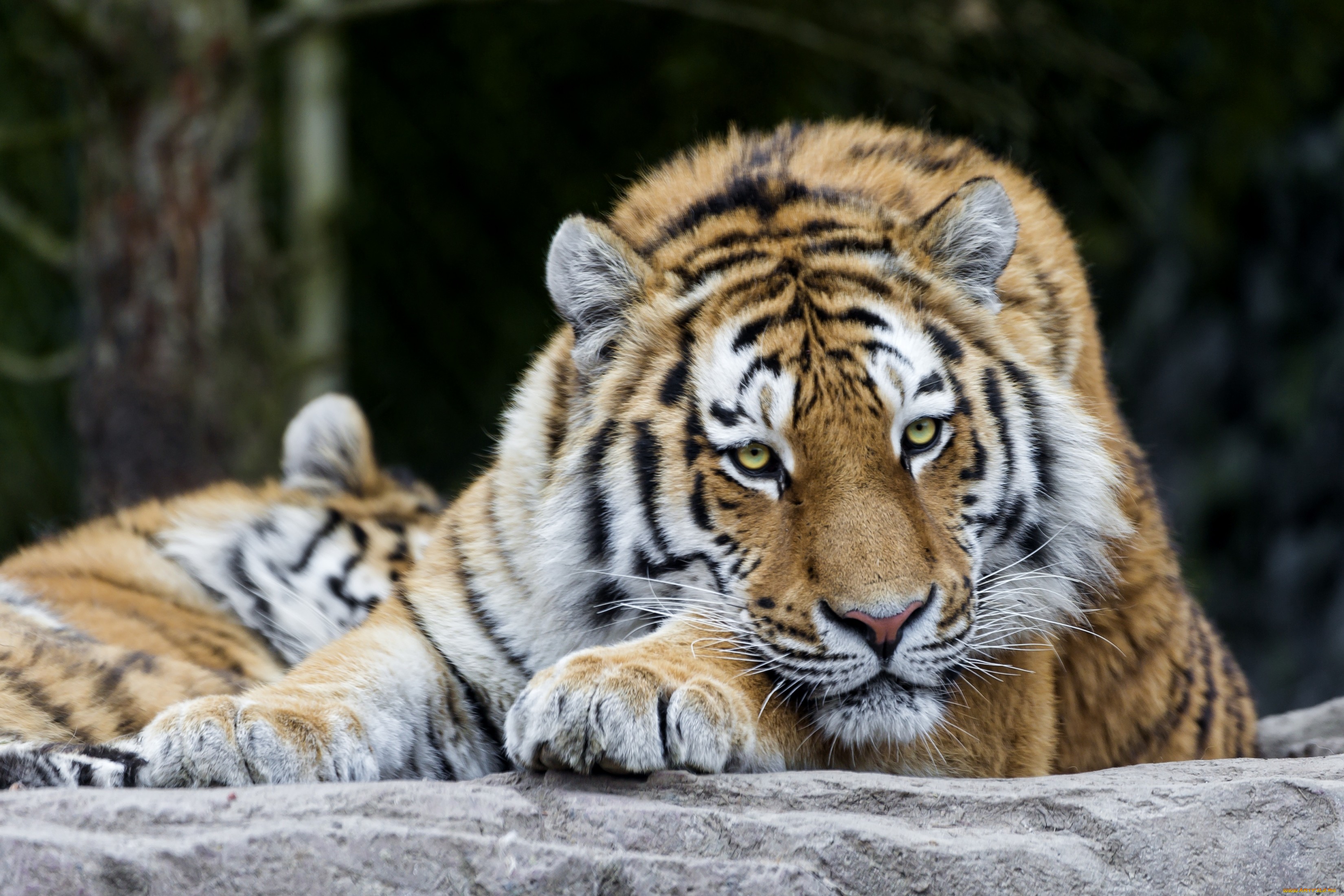Обои тигр, морда, лапы, кошка, хищник, большая, дикая, tiger, face, paws, cat, predator, large, wild разрешение 3300x2200 Загрузить