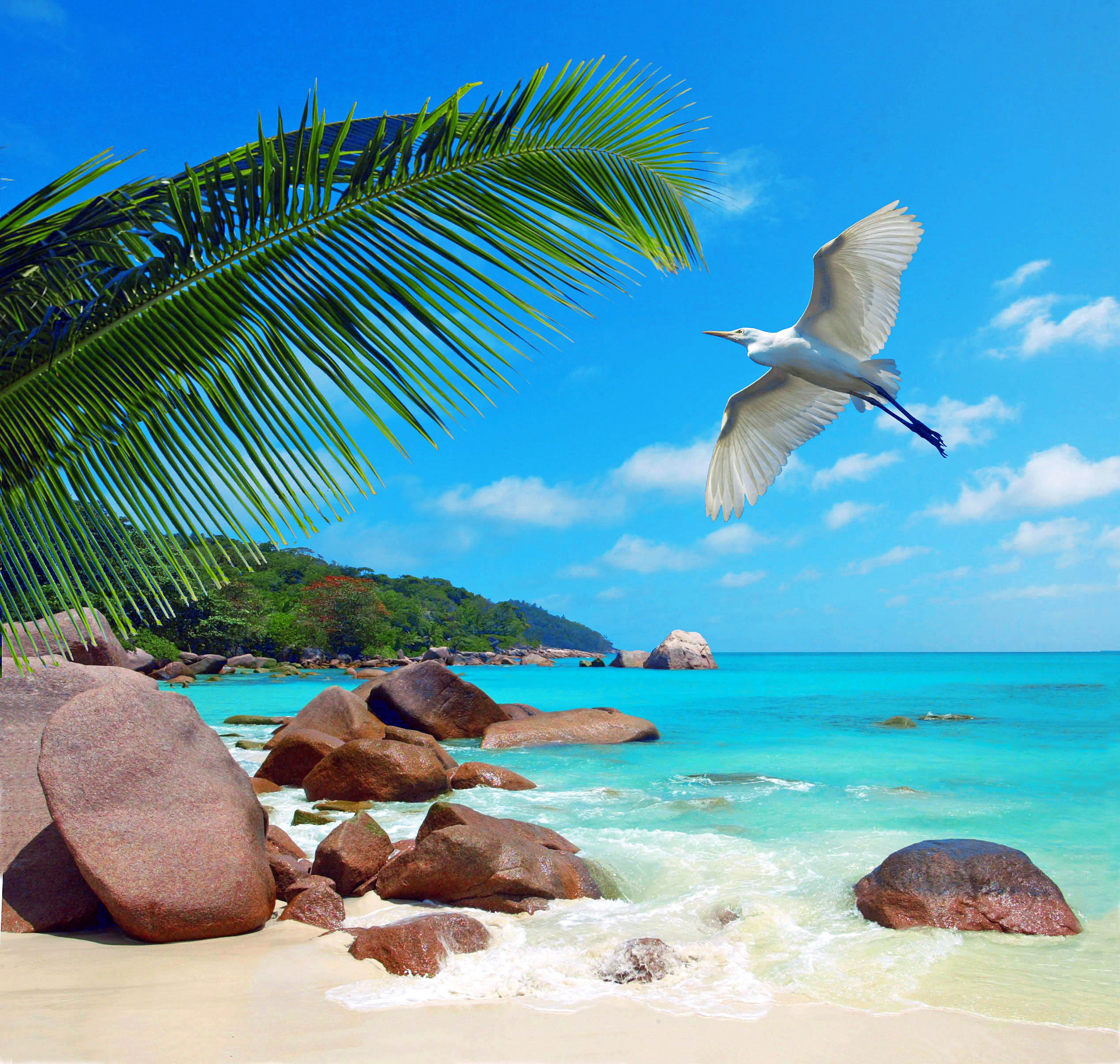Обои море, пляж, отдых, птичка, тропики, сейшелы, sea, beach, stay, bird, tropics, seychelles разрешение 2537x2409 Загрузить