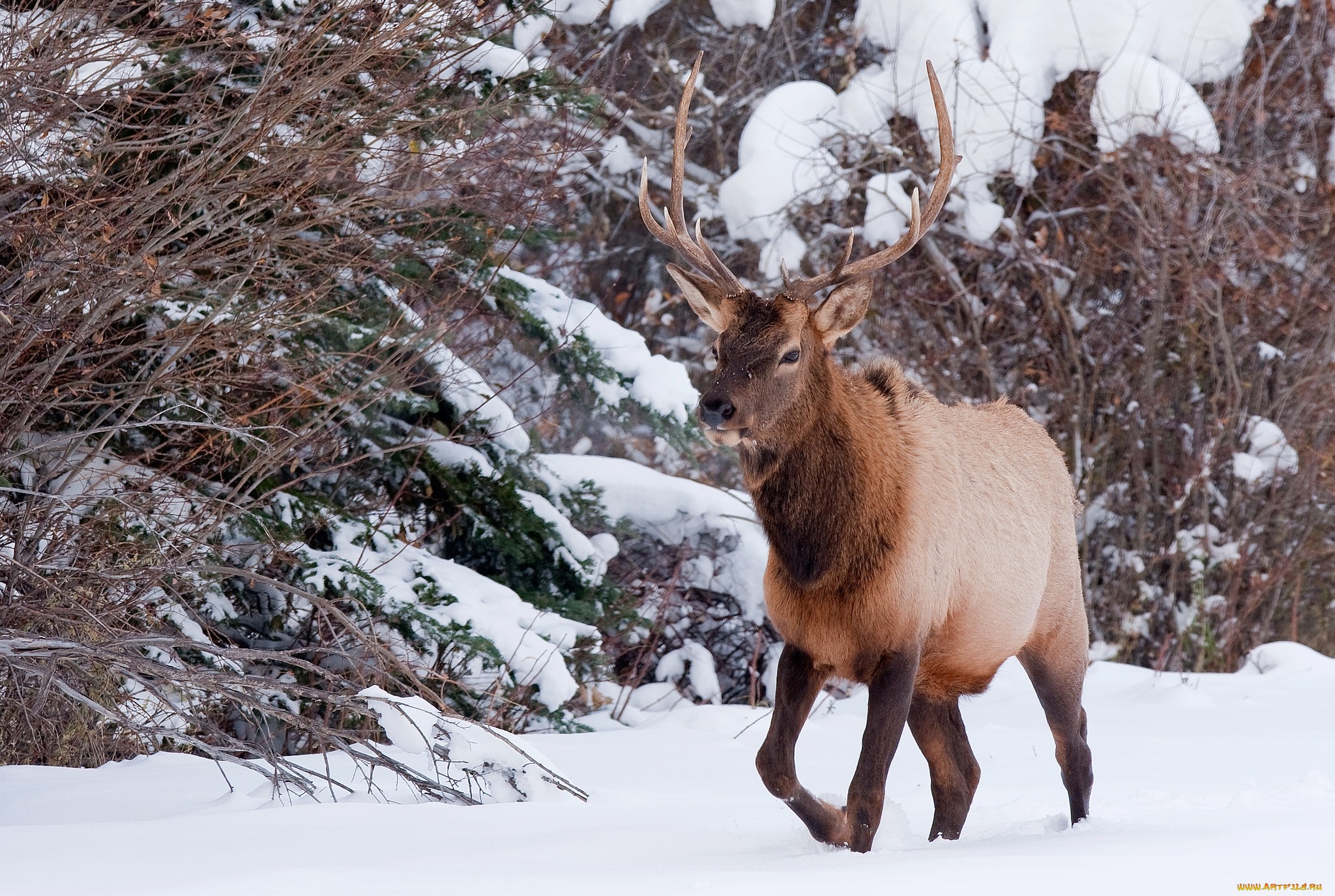 Обои снег, природа, лес, олень, зима, рога, snow, nature, forest, deer, winter, horns разрешение 2048x1375 Загрузить