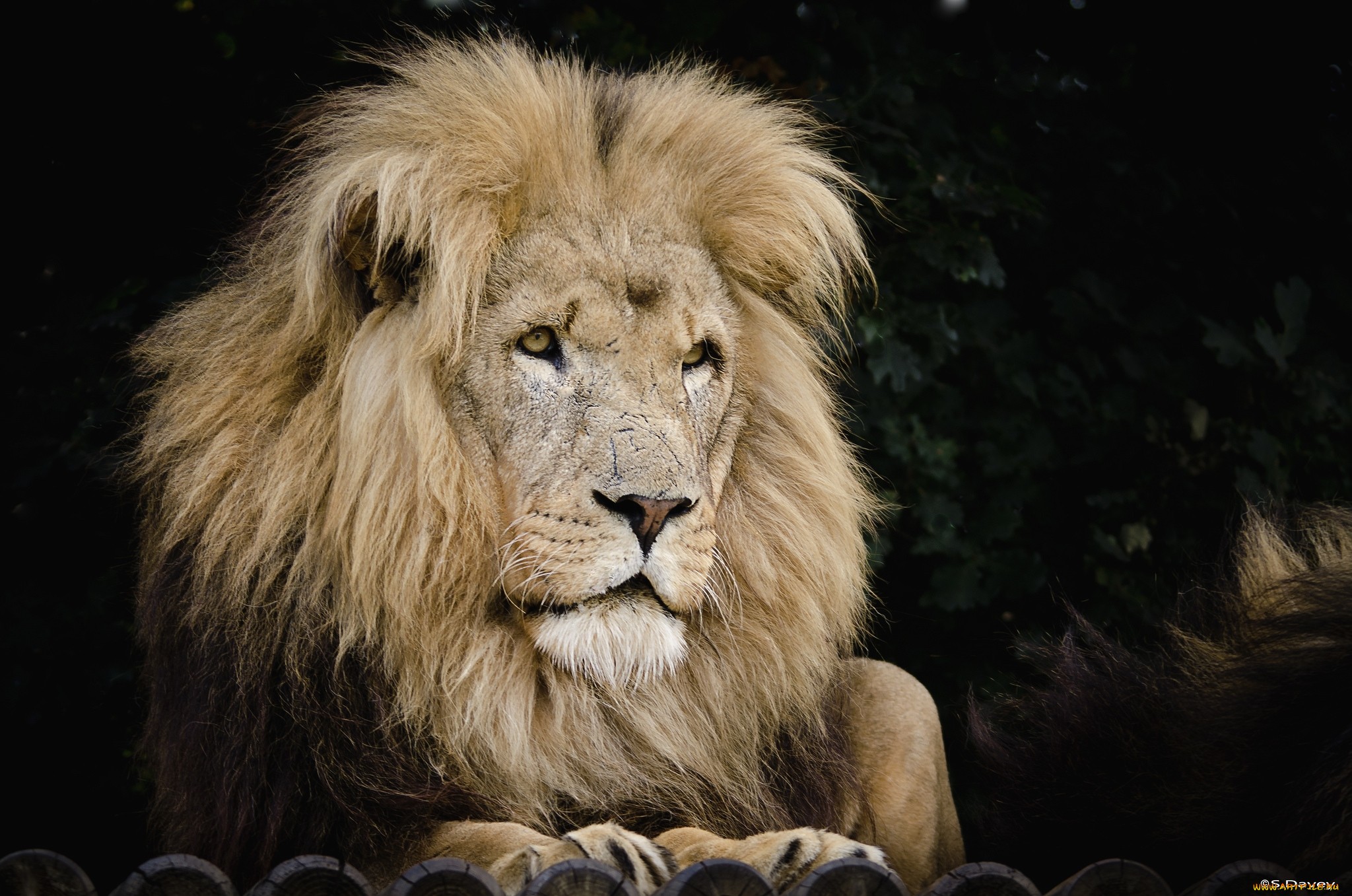 Обои хищник, царь, лев, грива, predator, king, leo, mane разрешение 2048x1357 Загрузить