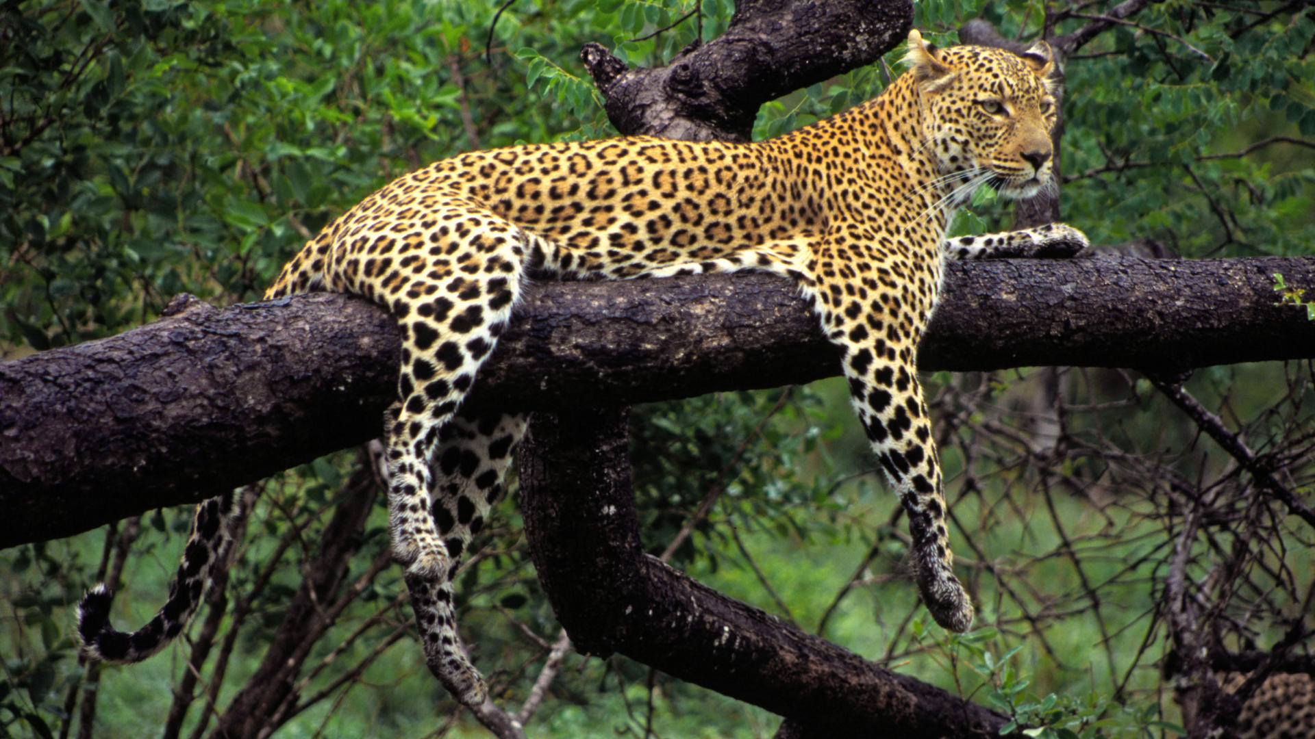 Обои дерево, леопард, хищник, животное, tree, leopard, predator, animal разрешение 1920x1080 Загрузить