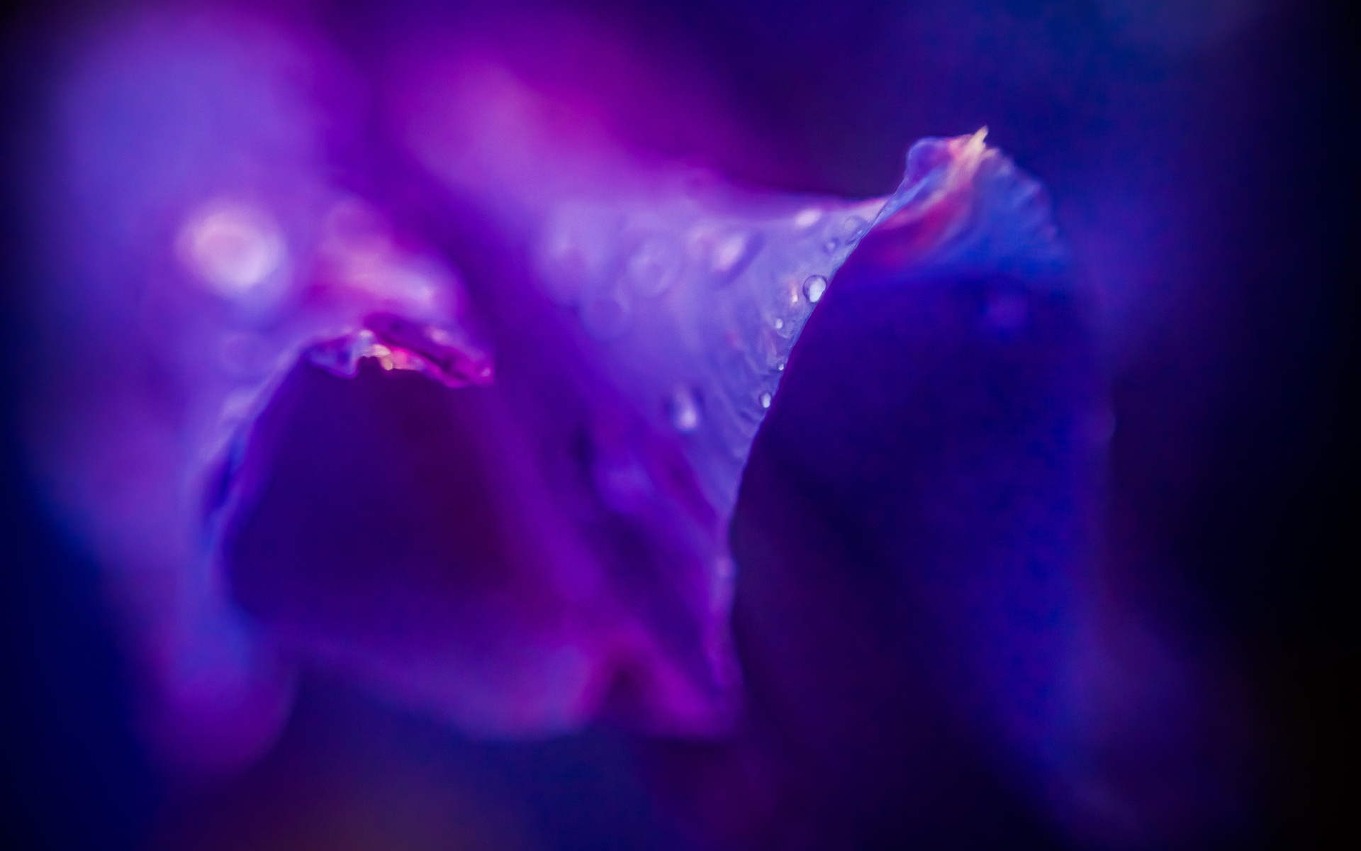 Обои цветок, роса, капли, фиолетовый, сиреневый, пурпурный, flower, rosa, drops, purple, lilac разрешение 1920x1200 Загрузить