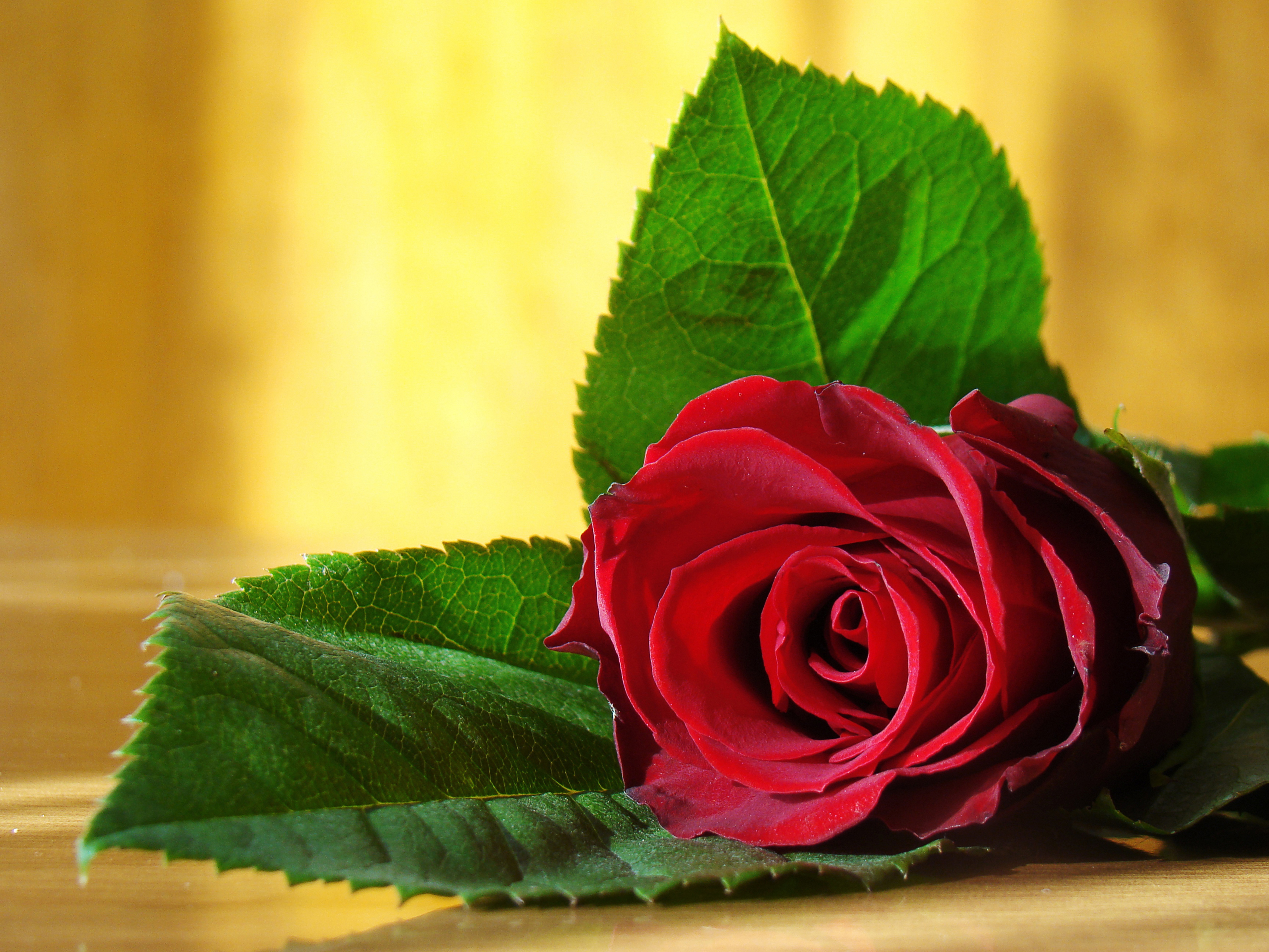 Красивые картинки в одноклассники. Красивые цветочки. Цветы розы. Прекрасные цветы. Красные розы.